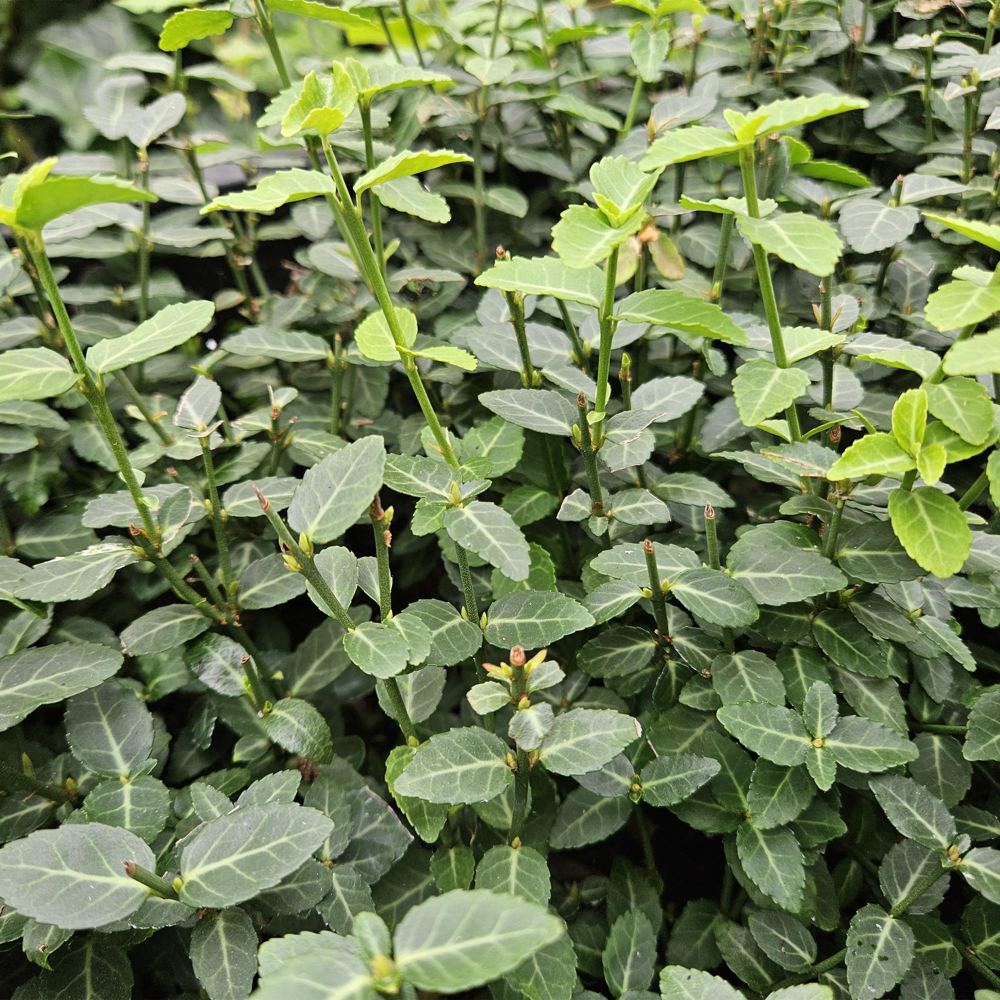 green-guardia-unsere-pflanzen-spindelstrauch-radicans-6-st-ck image 4
