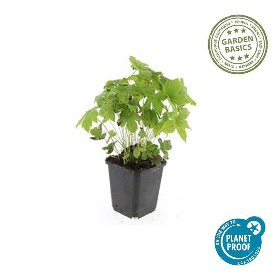 green-guardia-geranium-nodosum-bodendecker-6-pflanzen-violett-rosa image 1