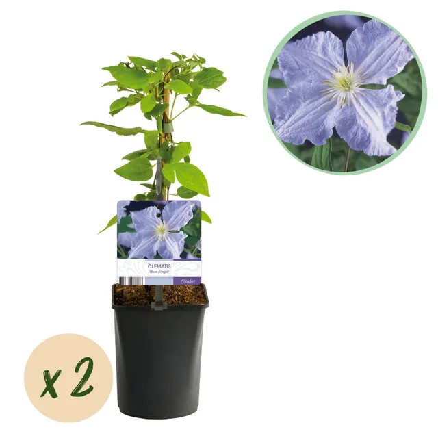 green-guardia-clematis-blue-angel-kletterpflanze-2-pflanzen-hellblau image 1