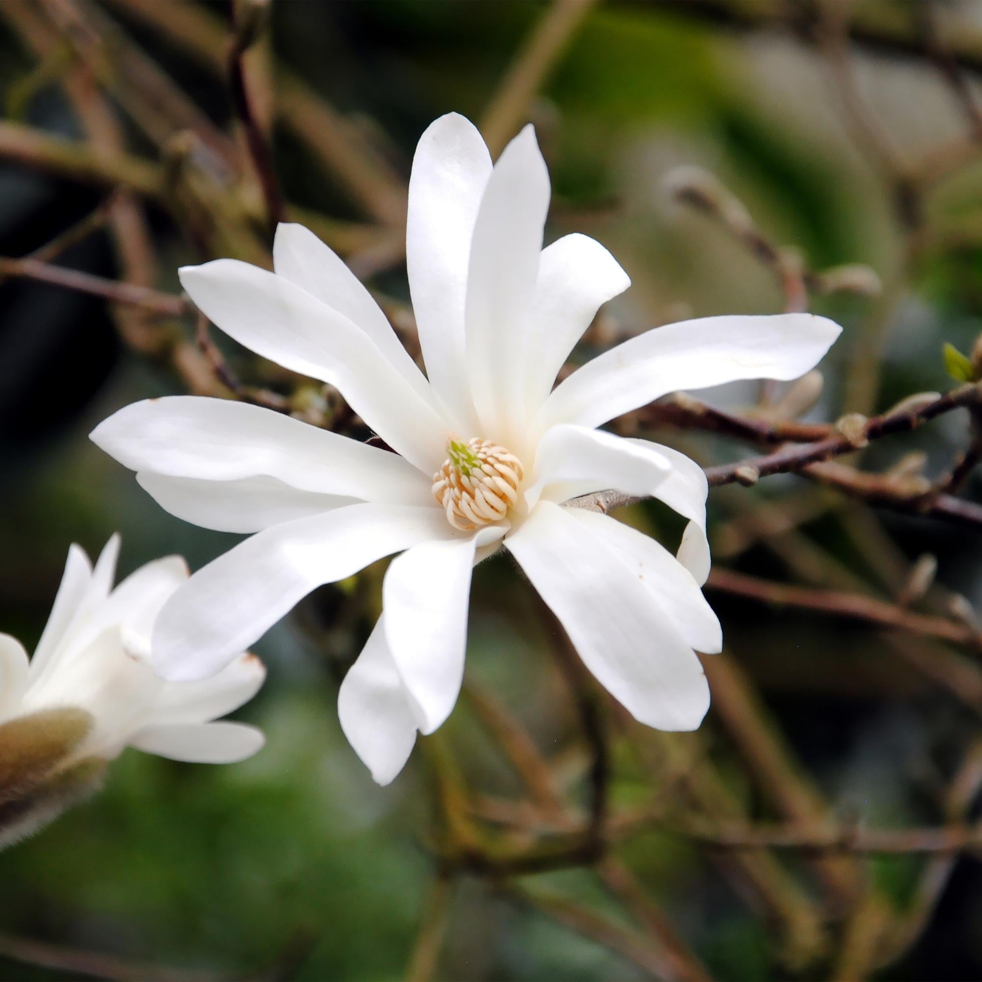 green-guardia-unsere-pflanzen-magnolia-stellata-zierstrauch-wei image 3
