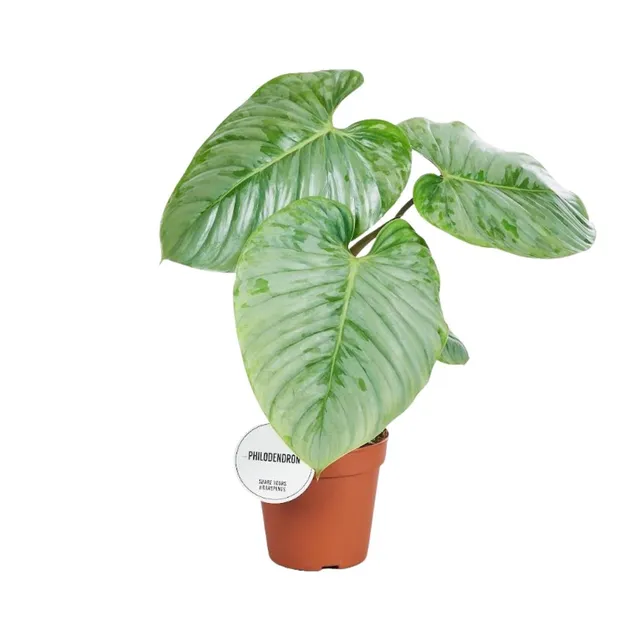 green-guardia-sodiroi-philodendron-zimmerpflanze-45-cm image 1