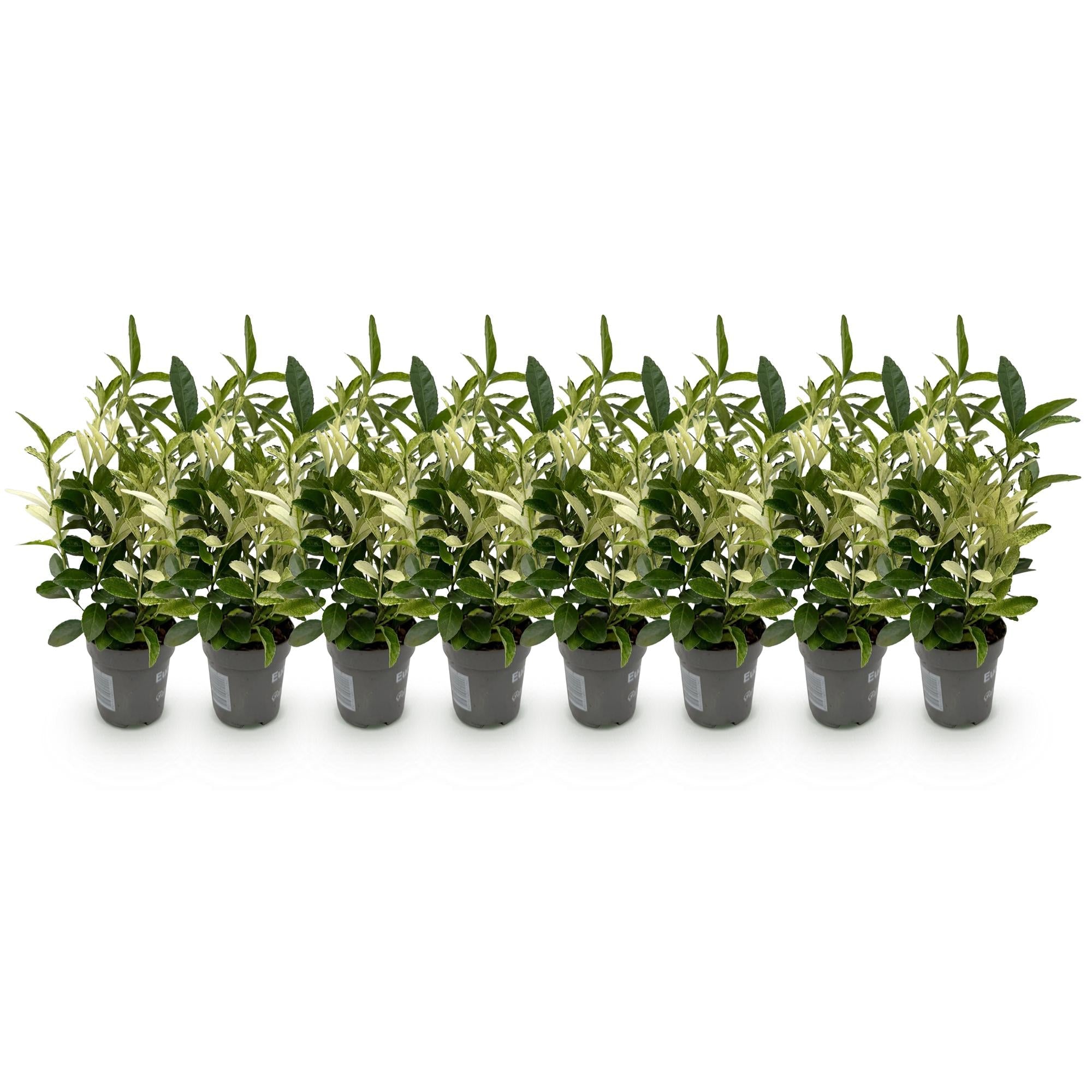green-guardia-paloma-blanca-spindelstrauch-8-pflanzen-9cm image 3