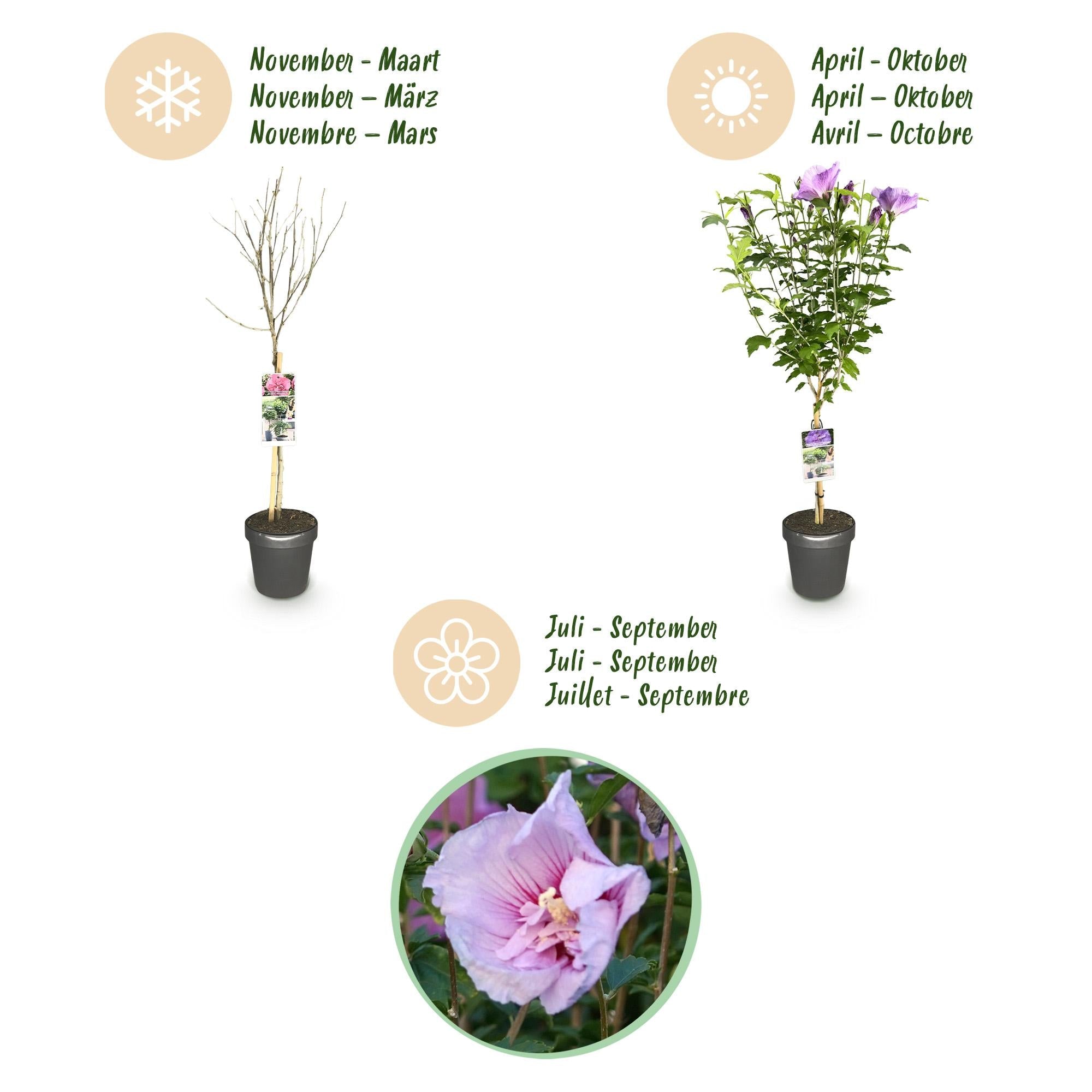 green-guardia-lavender-chiffon-hibiskus-stamm-90cm-19cm image 2