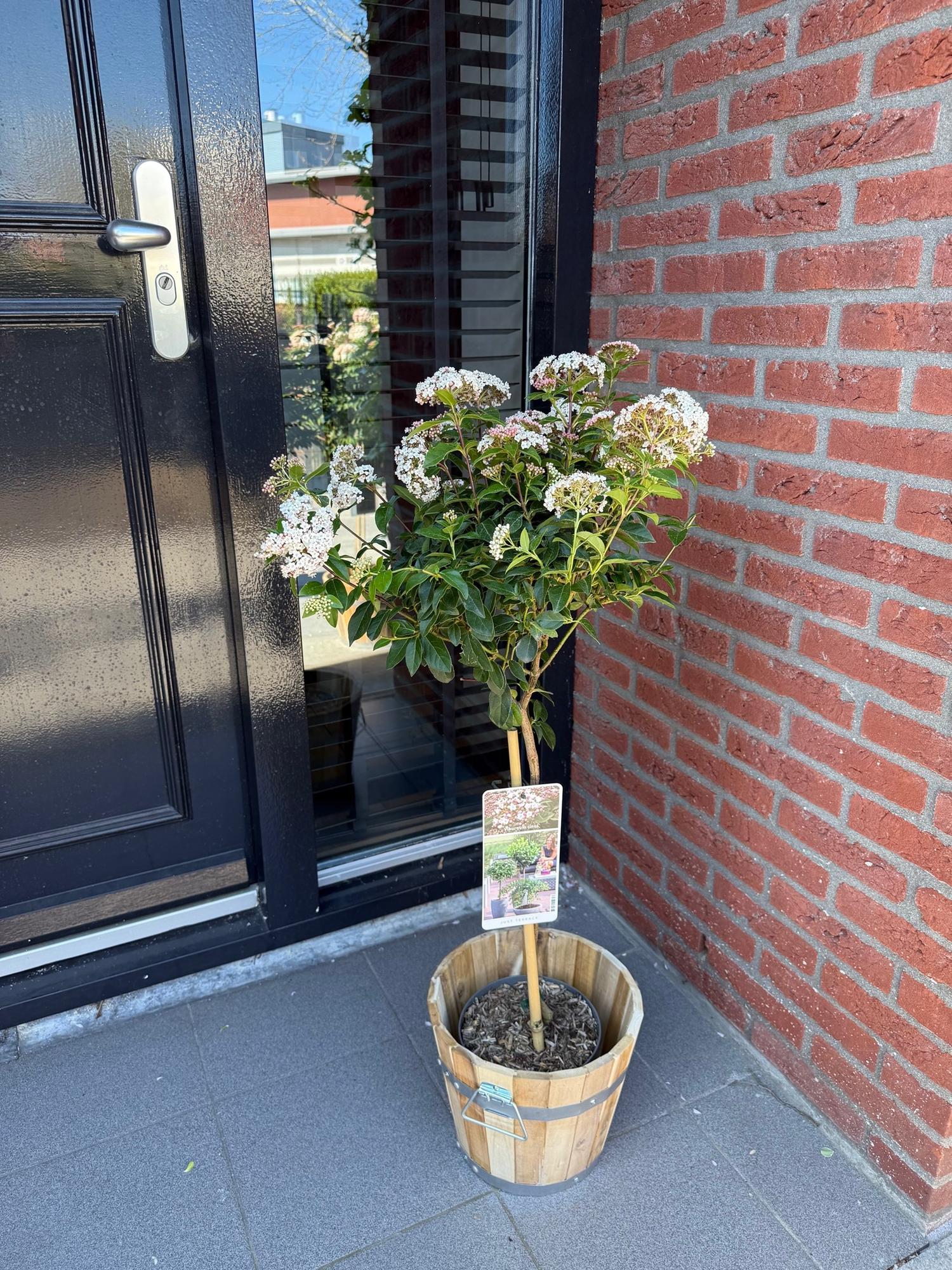 green-guardia-unsere-pflanzen-viburnum-tinus-stamm-90cm image 5