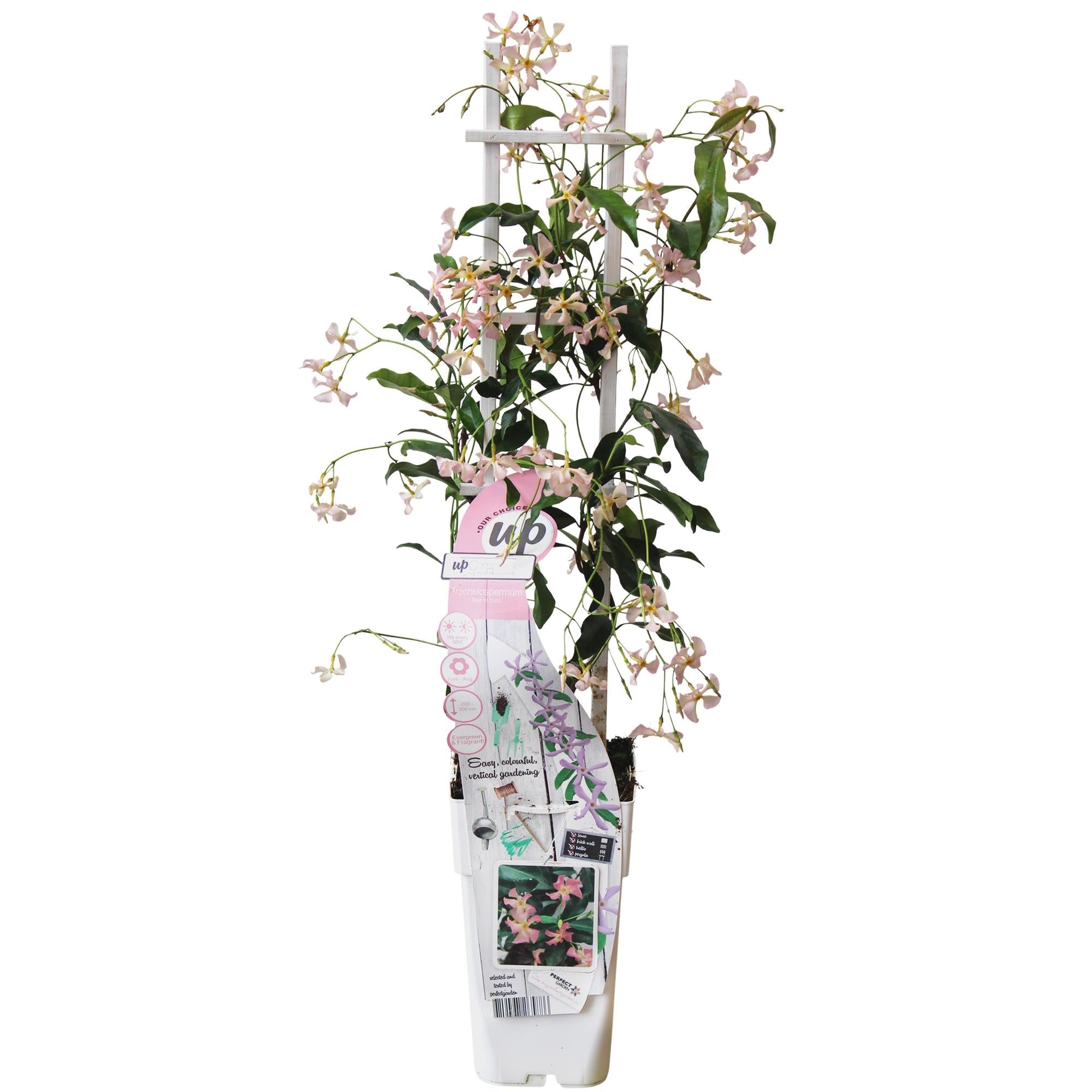 green-guardia-star-of-ibiza-toskanischer-jasmin-1-pflanze-15cm-rosa image 1