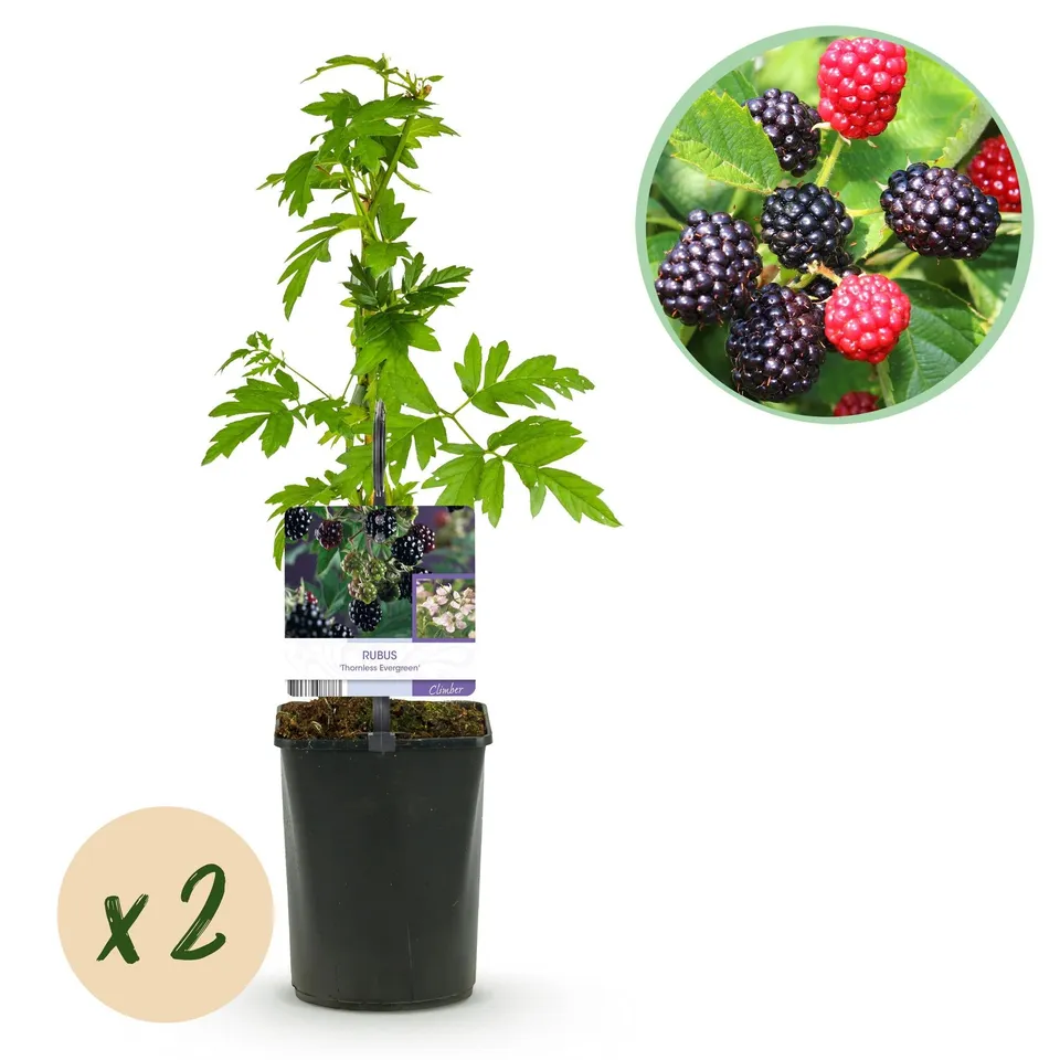 green-guardia-rubus-thornfree-brombeere-dornlos-2-pfl-11cm image 1