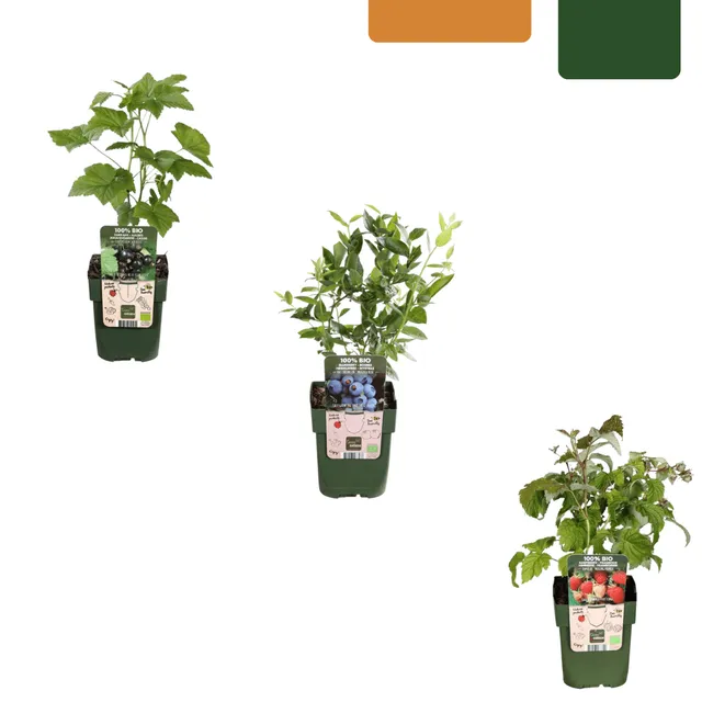 green-guardia-fr-chte-party-bio-obstpflanzen-mix-3-sorten image 1