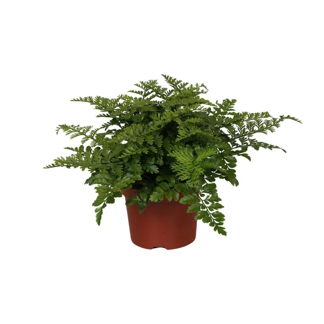 green-guardia-unsere-pflanzen-asplenium-parvati-nestfarn-25-cm image 1