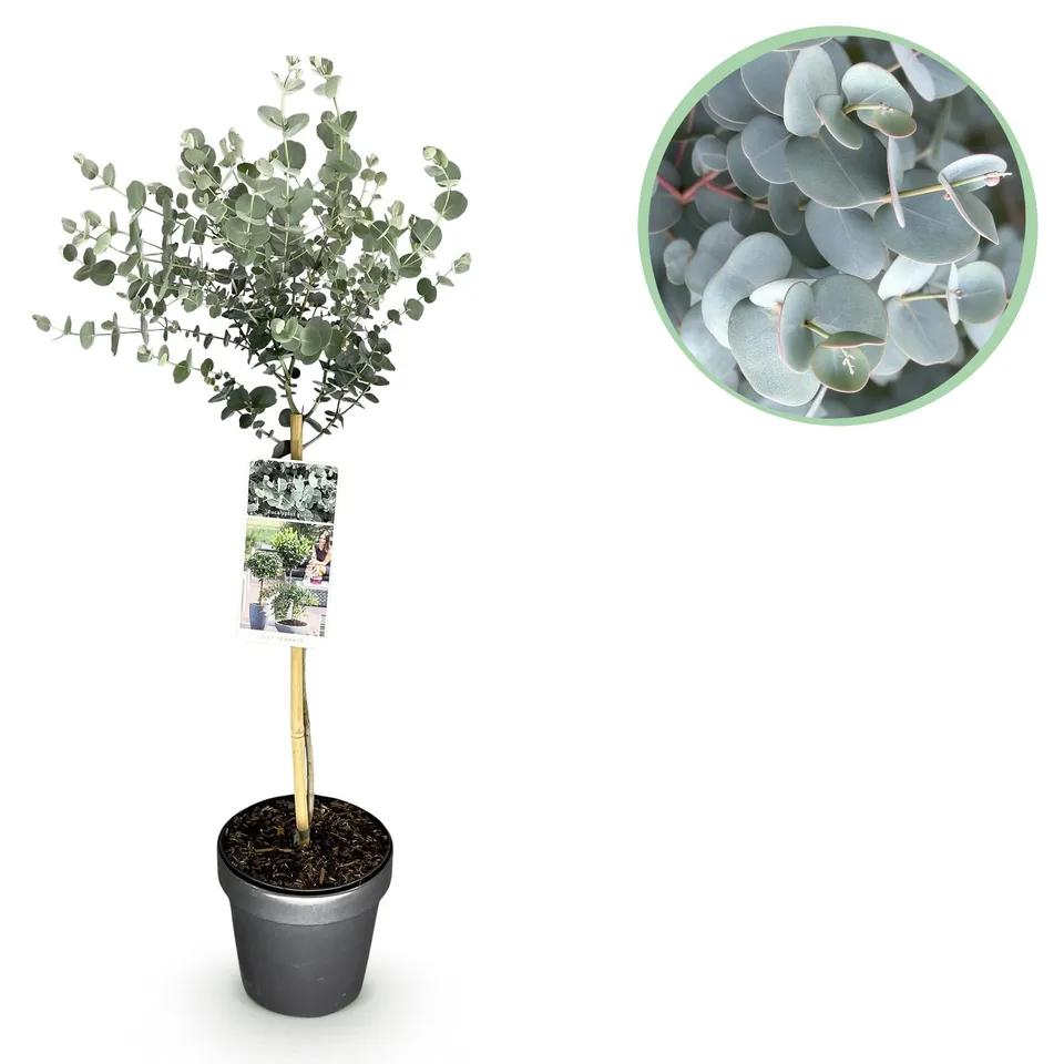 green-guardia-eucalyptus-gunnii-azure-pflanze-19cm-topf-90cm image 1
