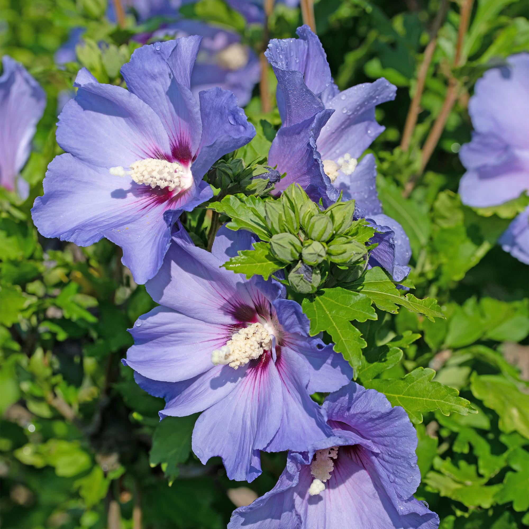 green-guardia-oiseau-blue-gartenhibiskus-strauch-17-cm-topf image 5