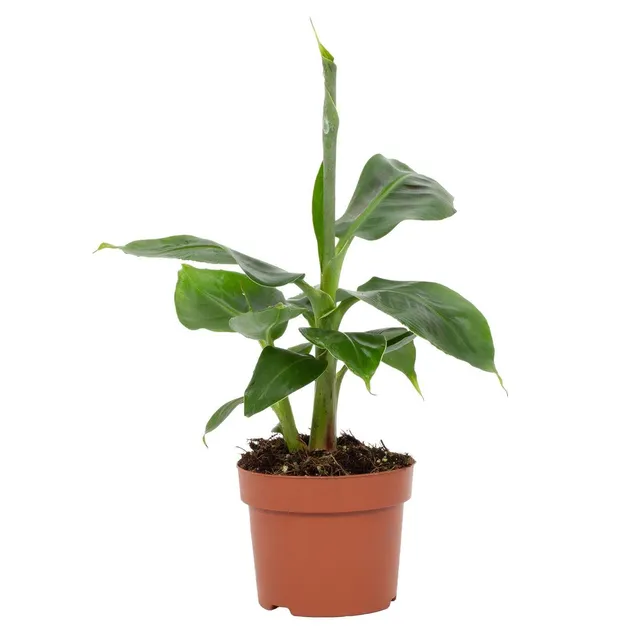 green-guardia-musa-tropicana-zwergbanane-12-cm-topf-bananenpflanze image 1