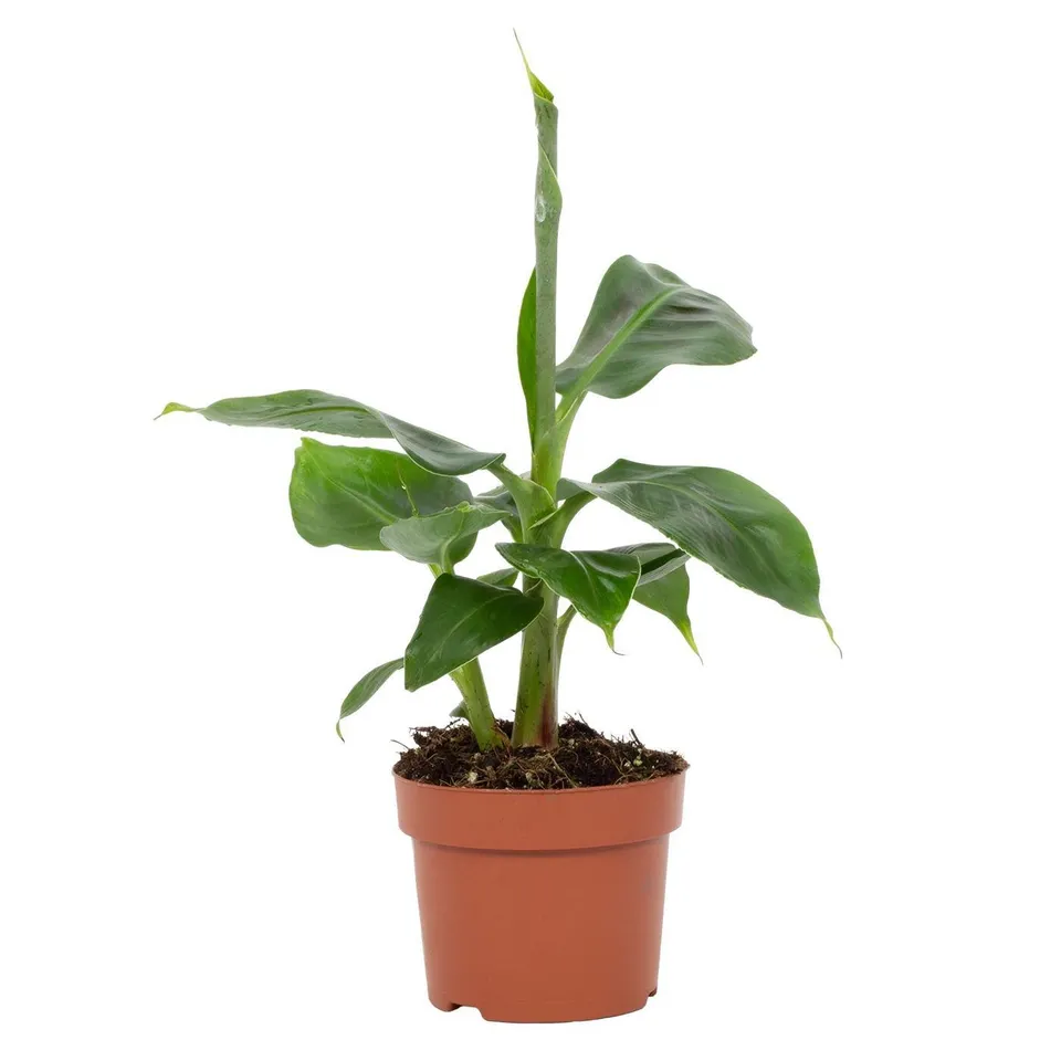 green-guardia-musa-tropicana-zwergbanane-12-cm-topf-bananenpflanze image 1