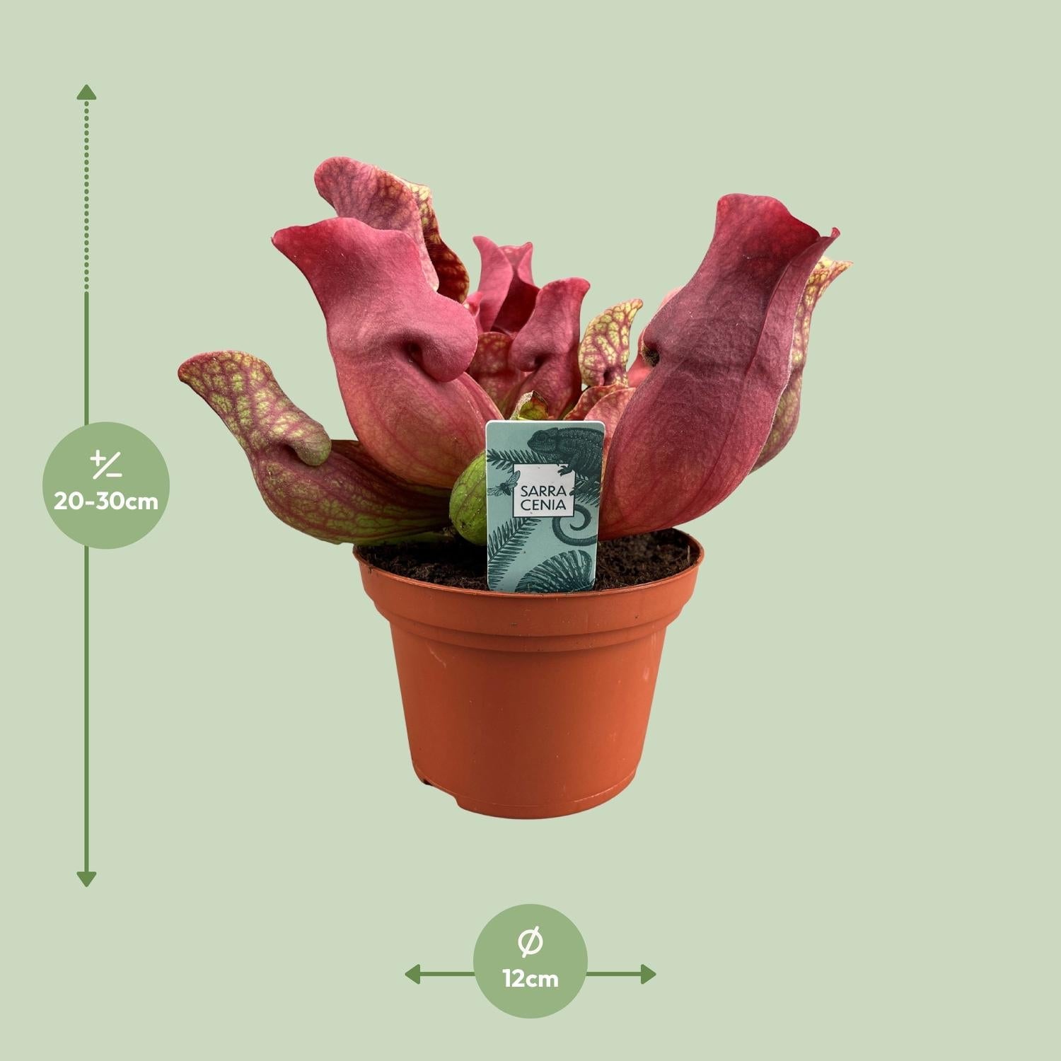 green-guardia-unsere-pflanzen-sarracenia-psittacina-12-cm-topf image 6