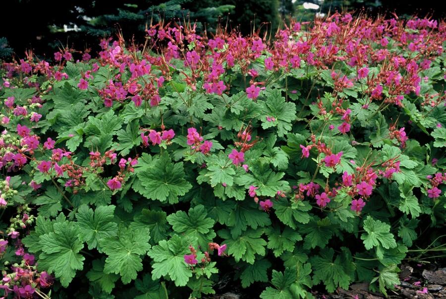 green-guardia-geranium-czakor-bodendecker-9cm-winterhart-rosa image 4