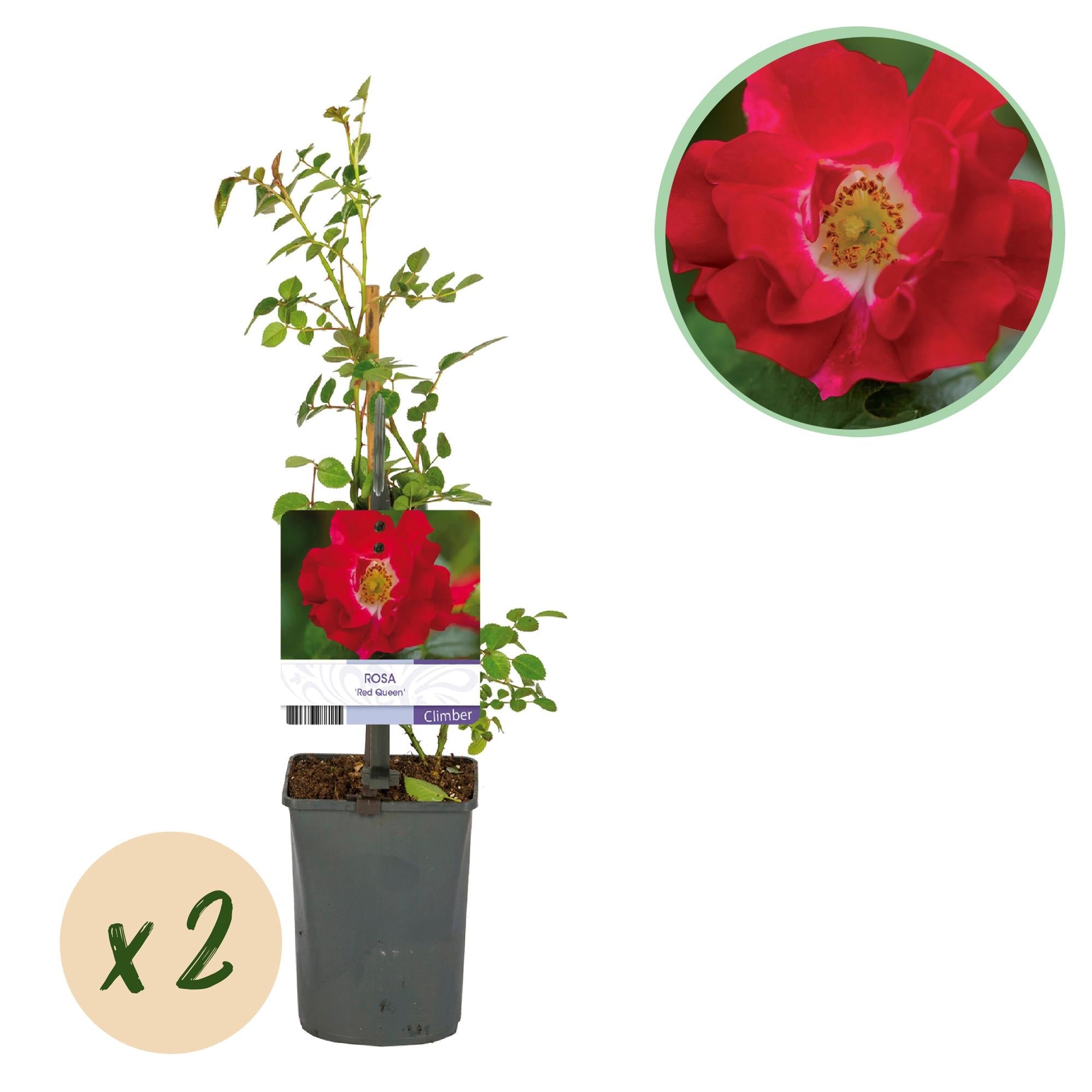 green-guardia-unsere-pflanzen-rosa-red-queen-kletterrose-2-pflanzen-rote-bl-ten image 1