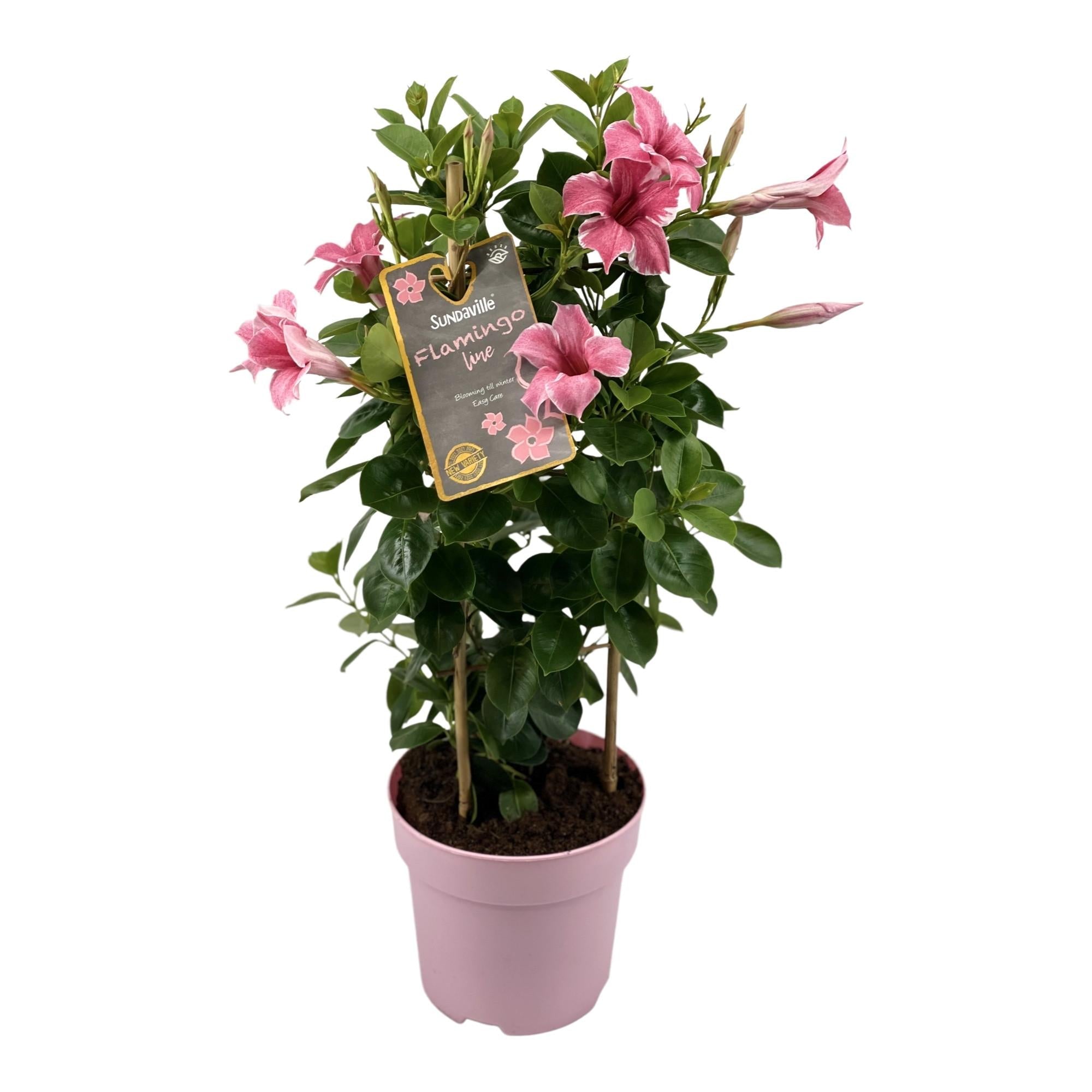 green-guardia-unsere-pflanzen-mandevilla-sundaville-pink-17cm image 1