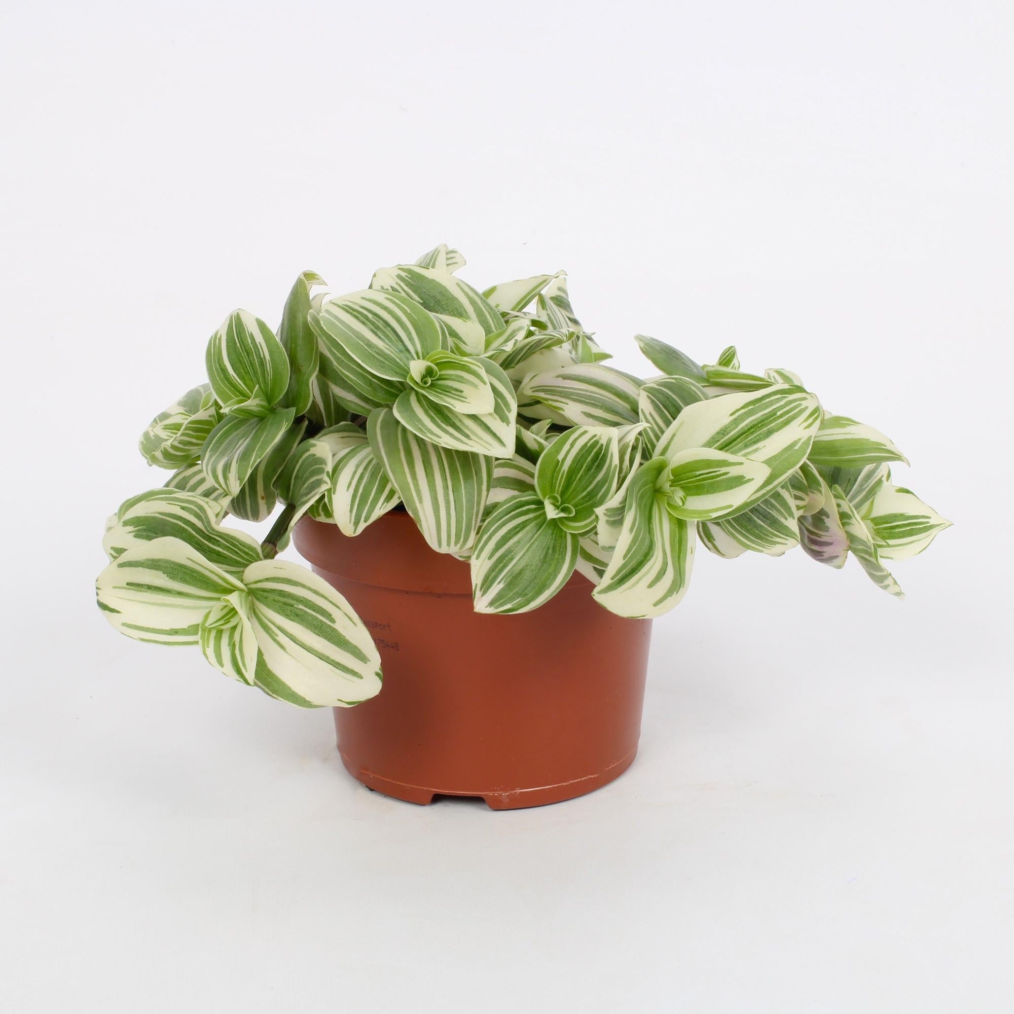 green-guardia-unsere-pflanzen-tradescantia-giant-white-beach-h-ngepflanze image 1
