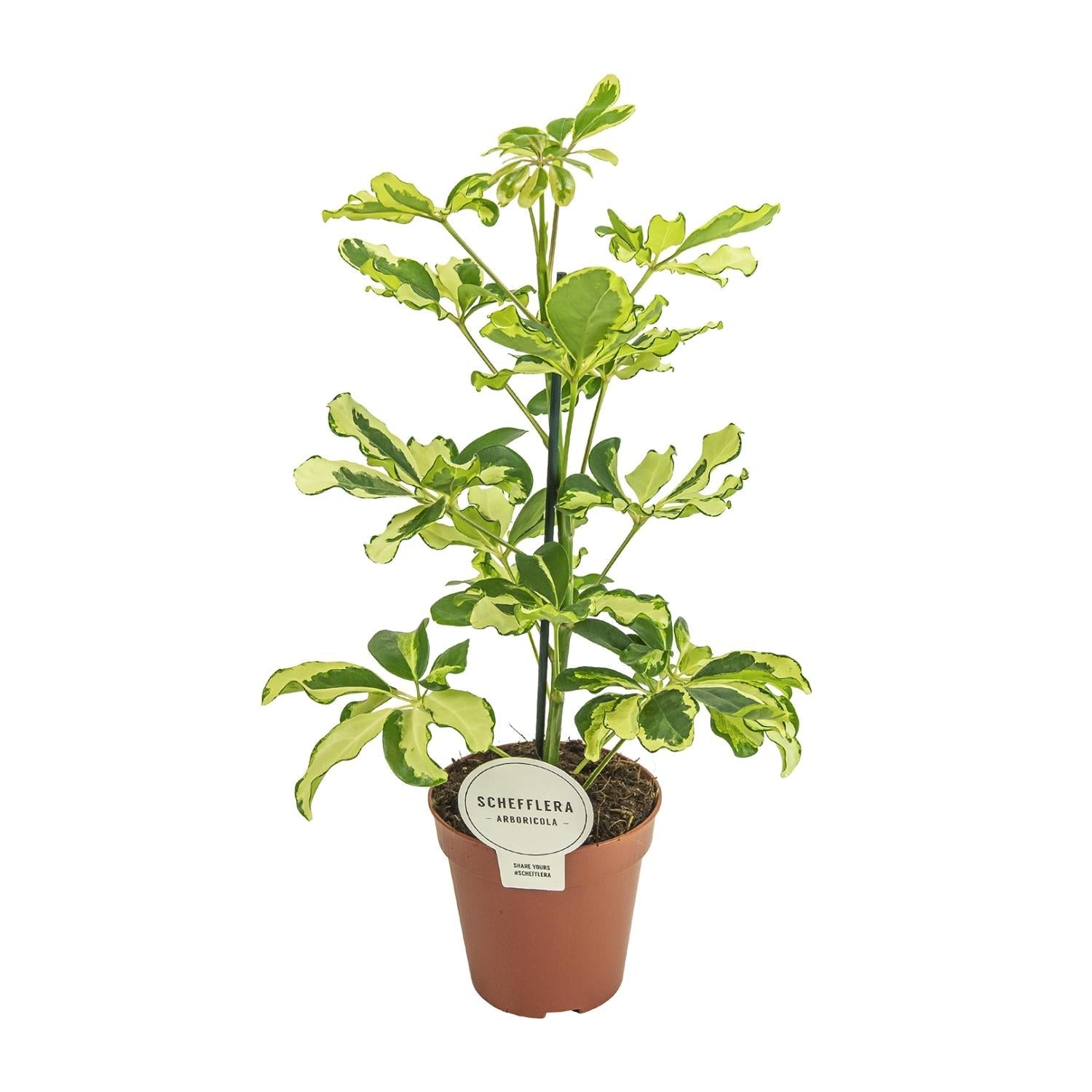 green-guardia-schefflera-charlotte-zimmerpflanze-13cm-topf-luftreinigend image 1