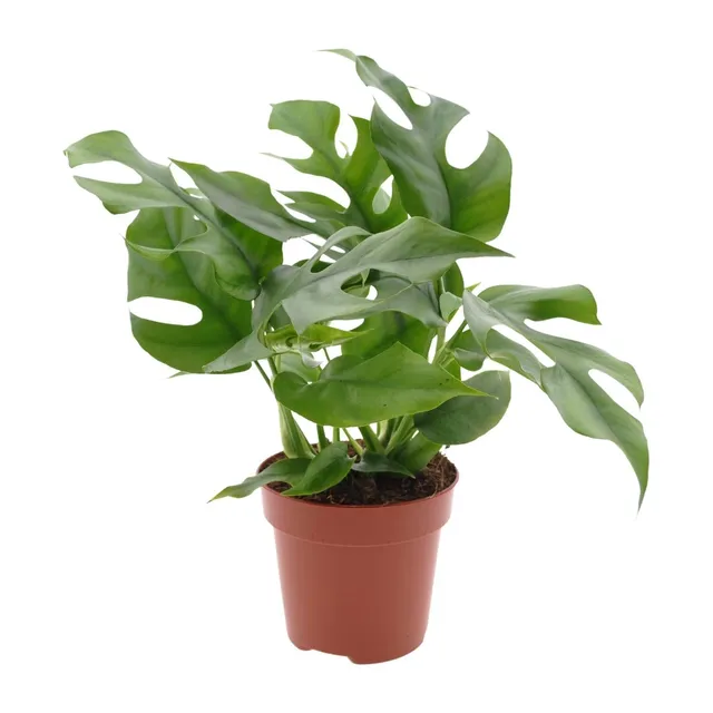 green-guardia-monstera-minima-zwerg-fensterblatt-12cm-topf image 1