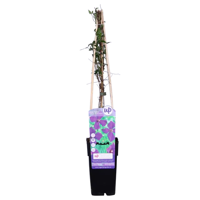 green-guardia-unsere-pflanzen-clematis-polish-spirit-kletterpflanze-violett-3x image 1