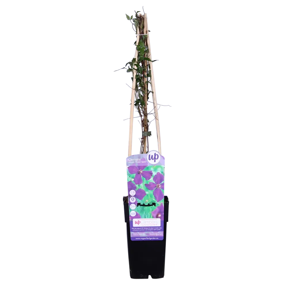 green-guardia-unsere-pflanzen-clematis-polish-spirit-kletterpflanze-violett-3x image 1