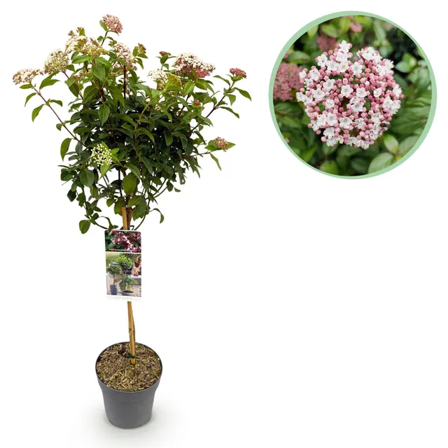 green-guardia-unsere-pflanzen-viburnum-eve-price-stamm-90-cm-winterhart image 1