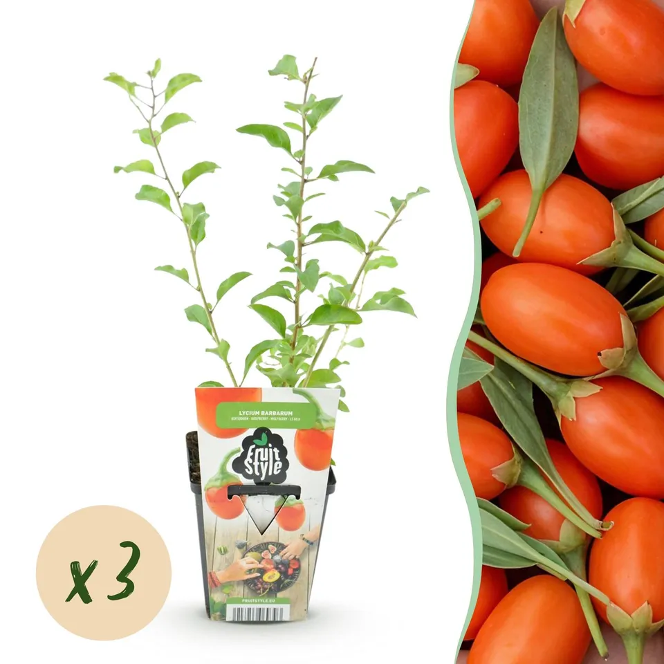 green-guardia-unsere-pflanzen-goji-beere-lycium-barbarum-pflanze-3-pflanzen-wint image 1
