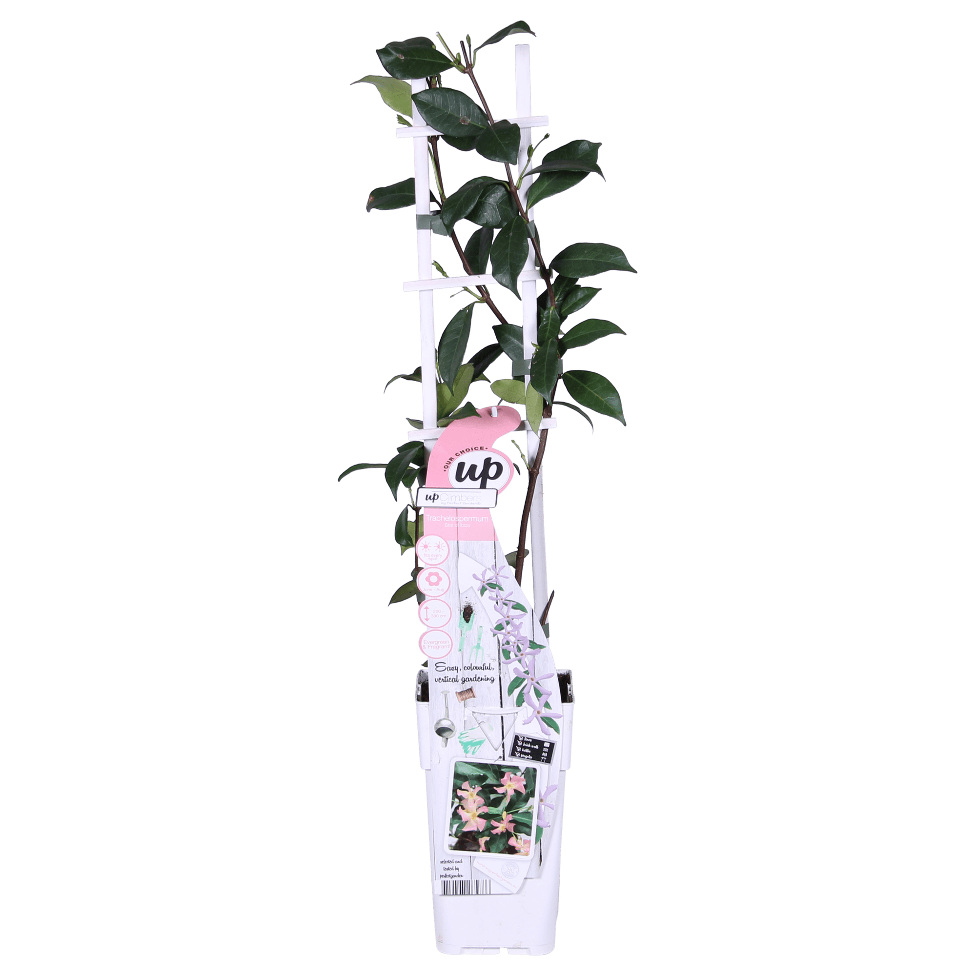green-guardia-star-of-ibiza-toskanischer-jasmin-1-pflanze-15cm-rosa image 6