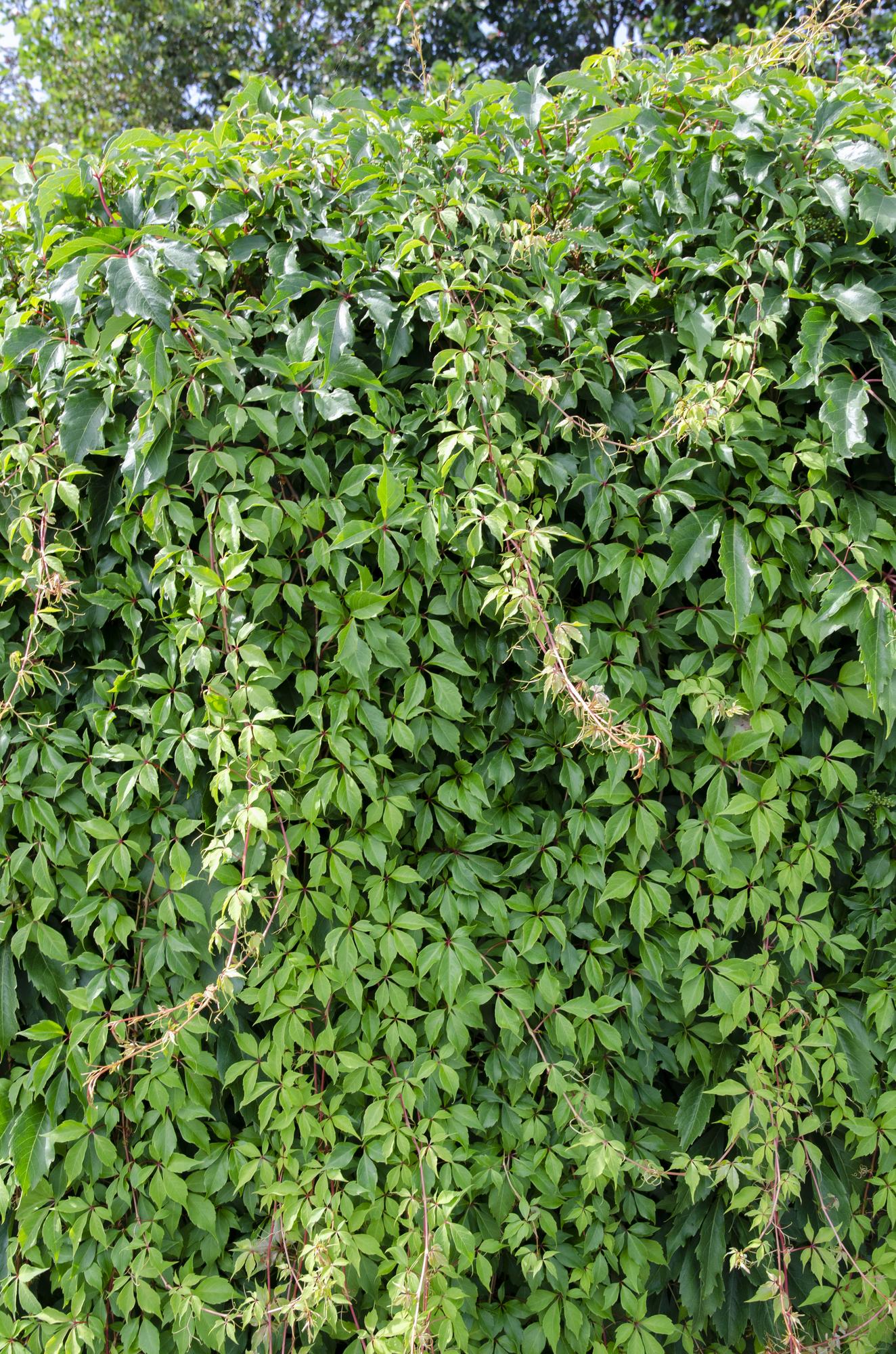green-guardia-engelmannii-wilder-wein-kletterpflanze-65-cm-15-cm-topf image 2