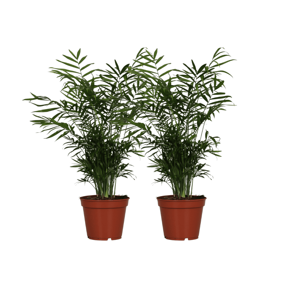 green-guardia-chamaedorea-elegans-bergpalme-2-pflanzen-55cm image 1