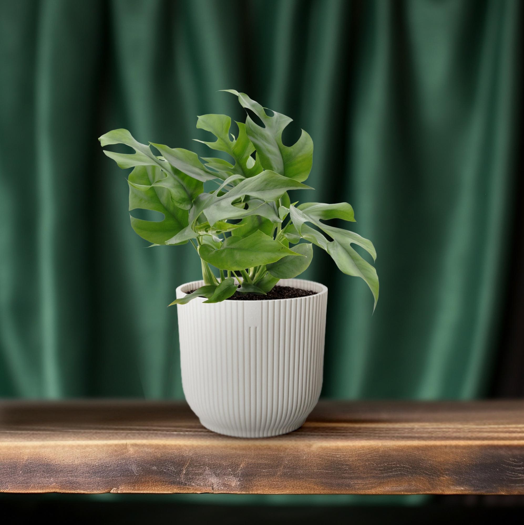 green-guardia-monstera-minima-zwerg-fensterblatt-12cm-topf image 4