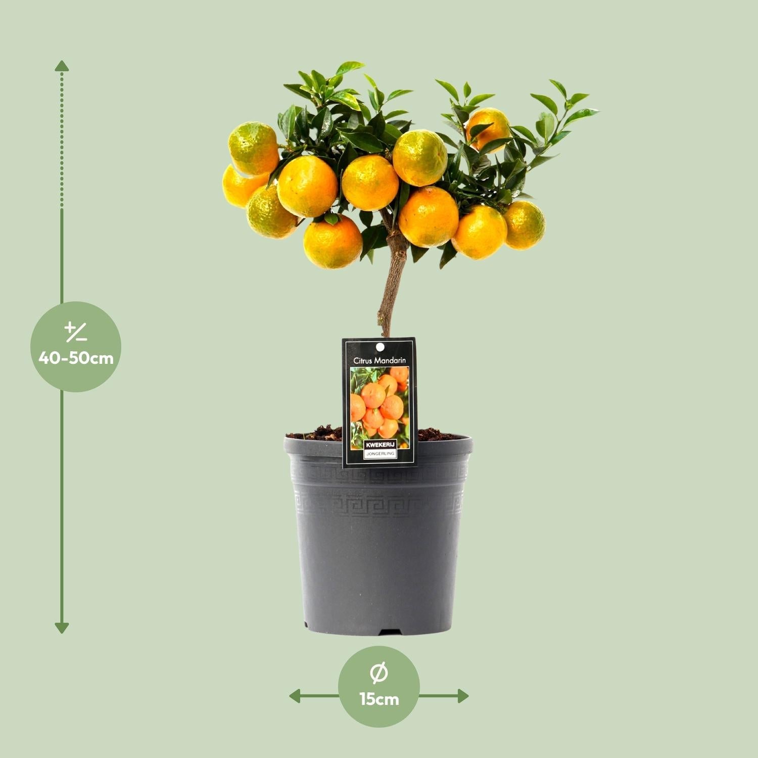 green-guardia-citrus-mandarin-baum-16cm-topf image 2
