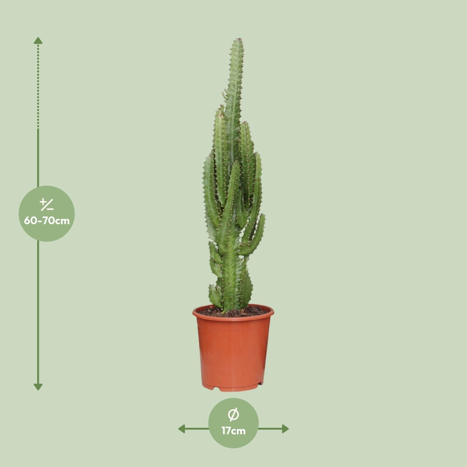 green-guardia-euphorbia-trigona-milchbaum-sukkulente-70-cm image 4