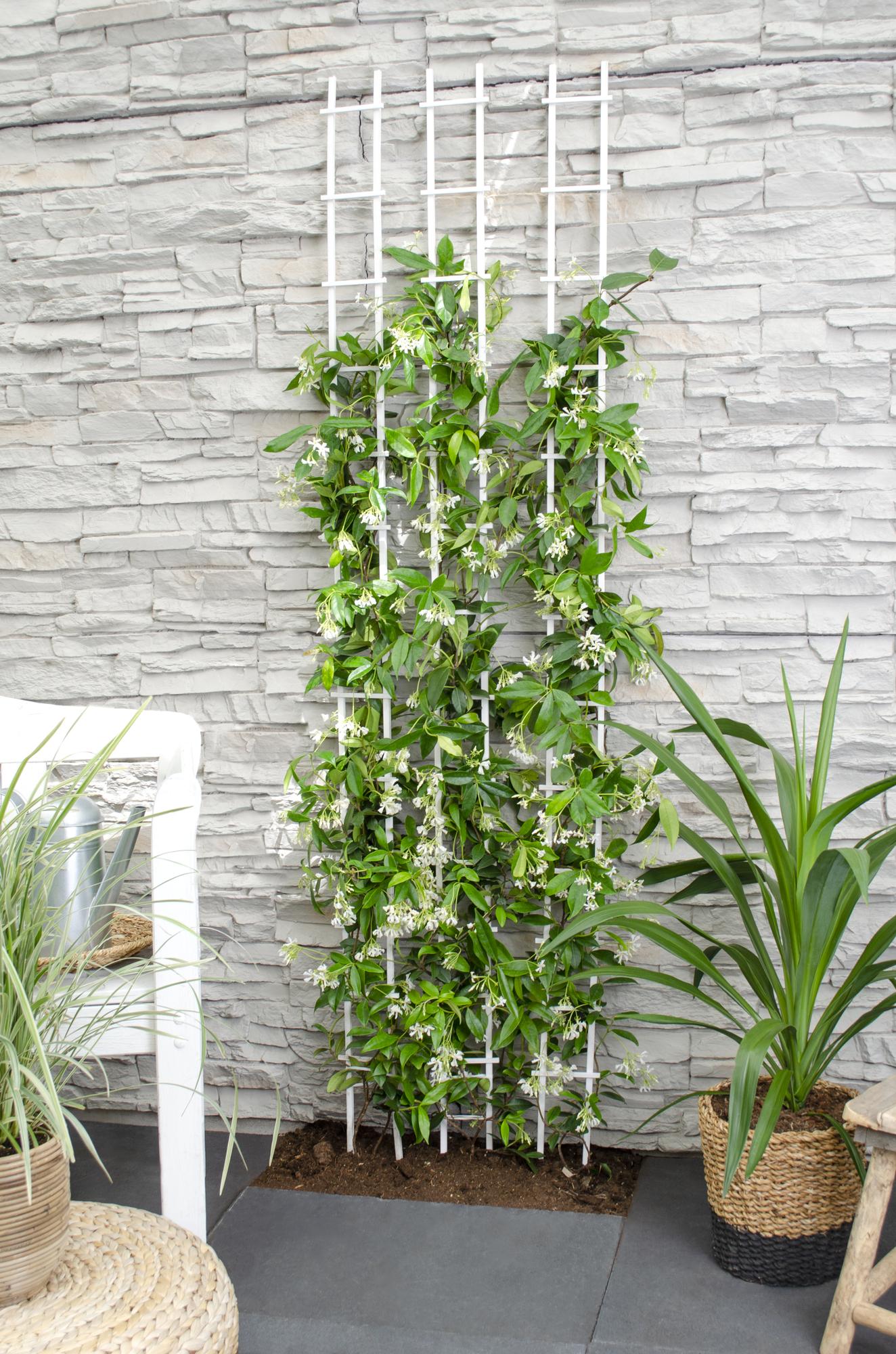 green-guardia-unsere-pflanzen-trachelospermum-star-of-venice-65-cm image 1