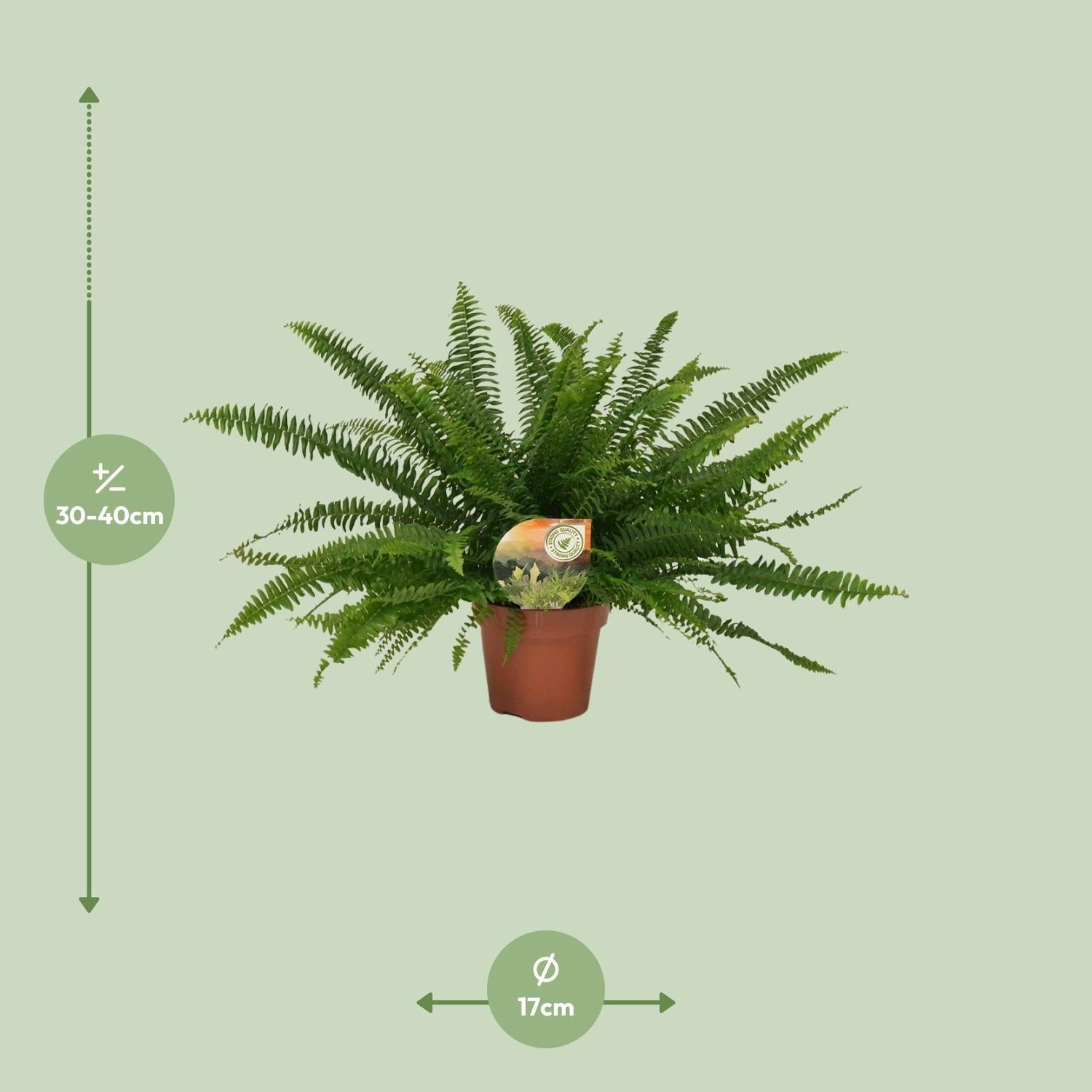green-guardia-farn-green-lady-zimmerpflanze-nephrolepis-12-cm-30-cm image 6