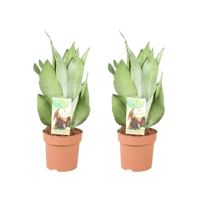 green-guardia-unsere-pflanzen-moonshine-bogenhanf-2-pflanzen-14cm-silbrig image 1
