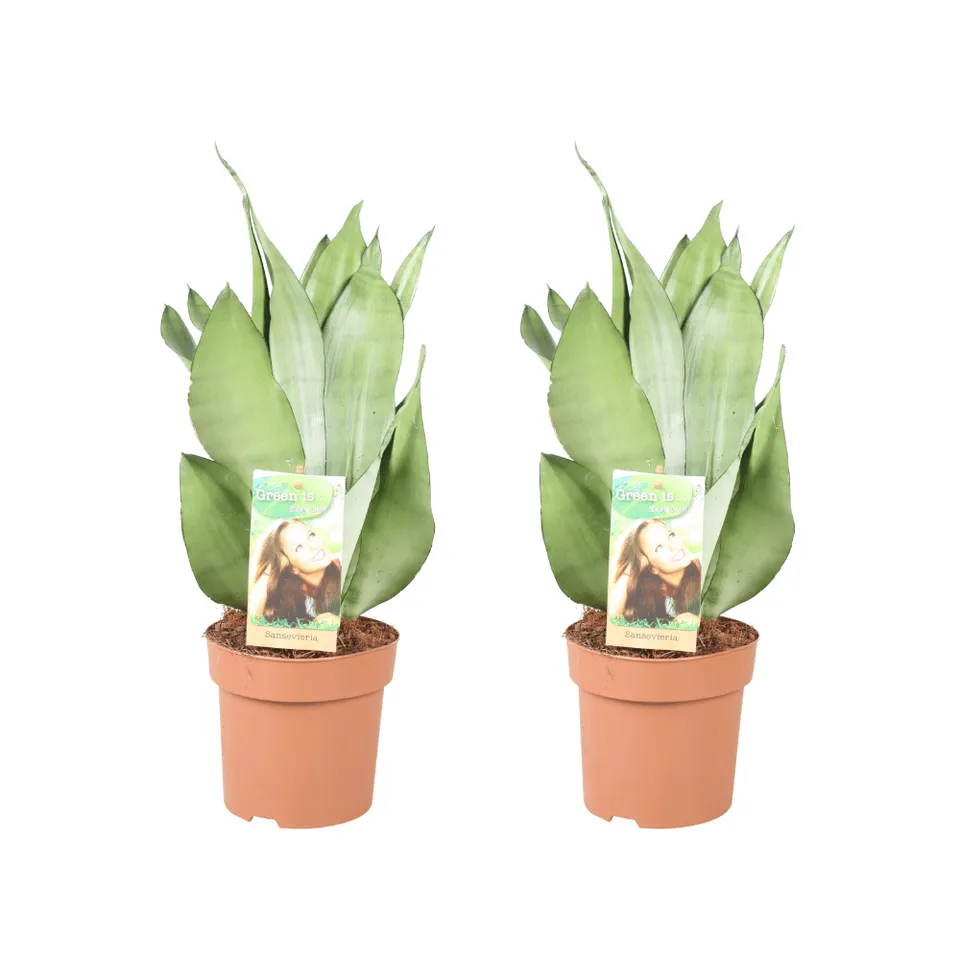 green-guardia-unsere-pflanzen-moonshine-bogenhanf-2-pflanzen-14cm-silbrig image 1