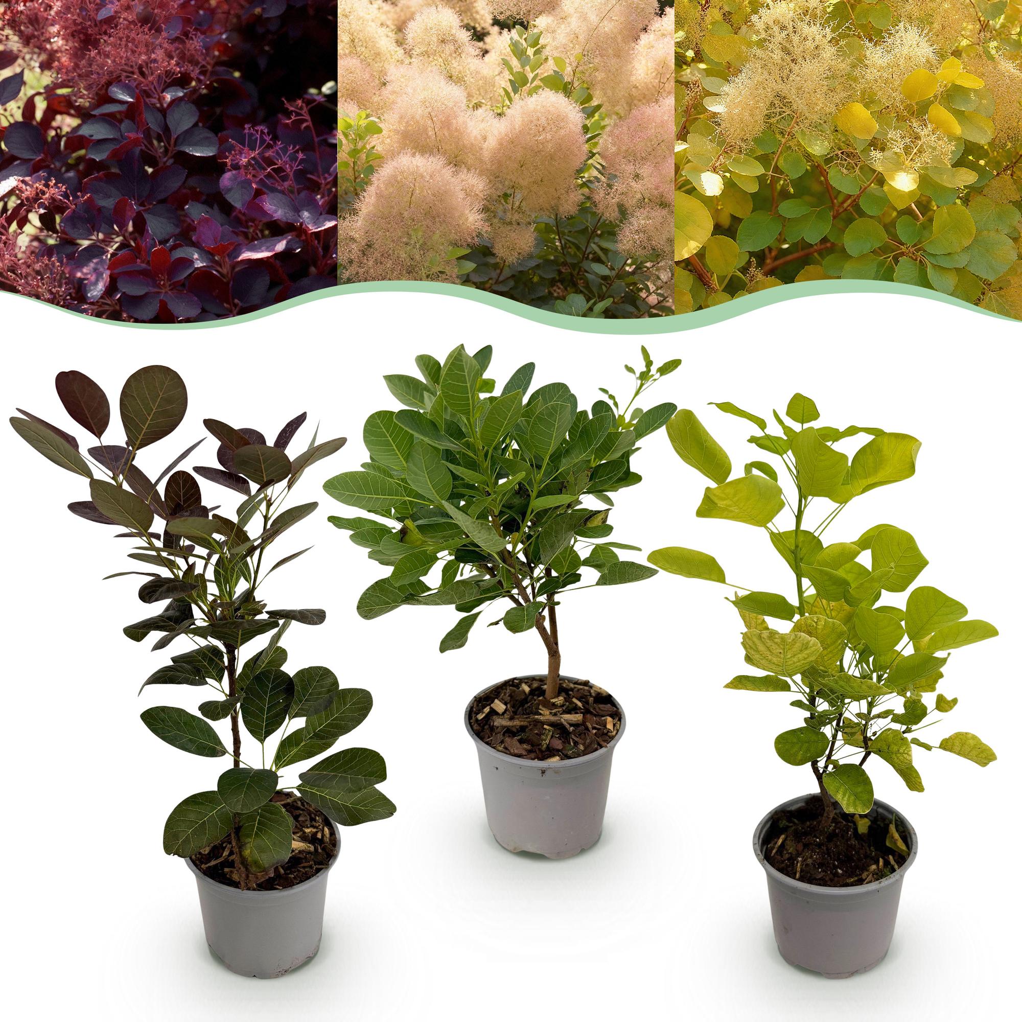 green-guardia-unsere-pflanzen-cotinus-tricolour-per-ckenstrauch-12cm-topf-bunt image 1