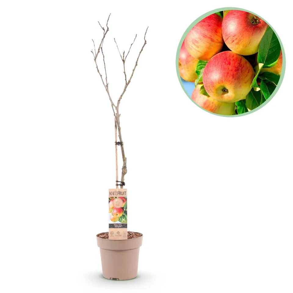 green-guardia-jonagold-apfelbaum-obstpflanze-90-cm-s-ss-sauer image 1