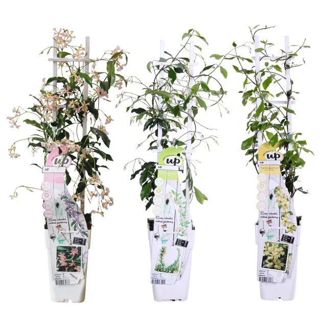 green-guardia-trachelospermum-mix-sternjasmin-3er-set-duftend image 1