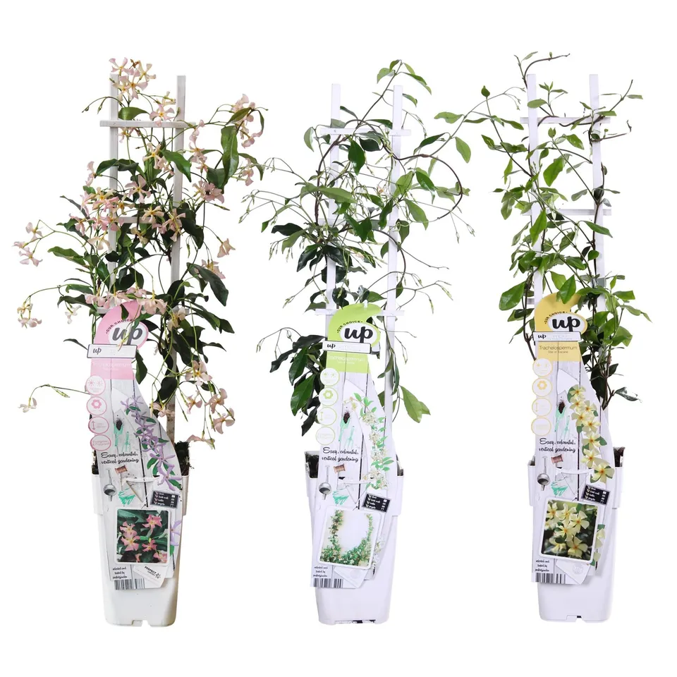 green-guardia-trachelospermum-mix-sternjasmin-3er-set-duftend image 1