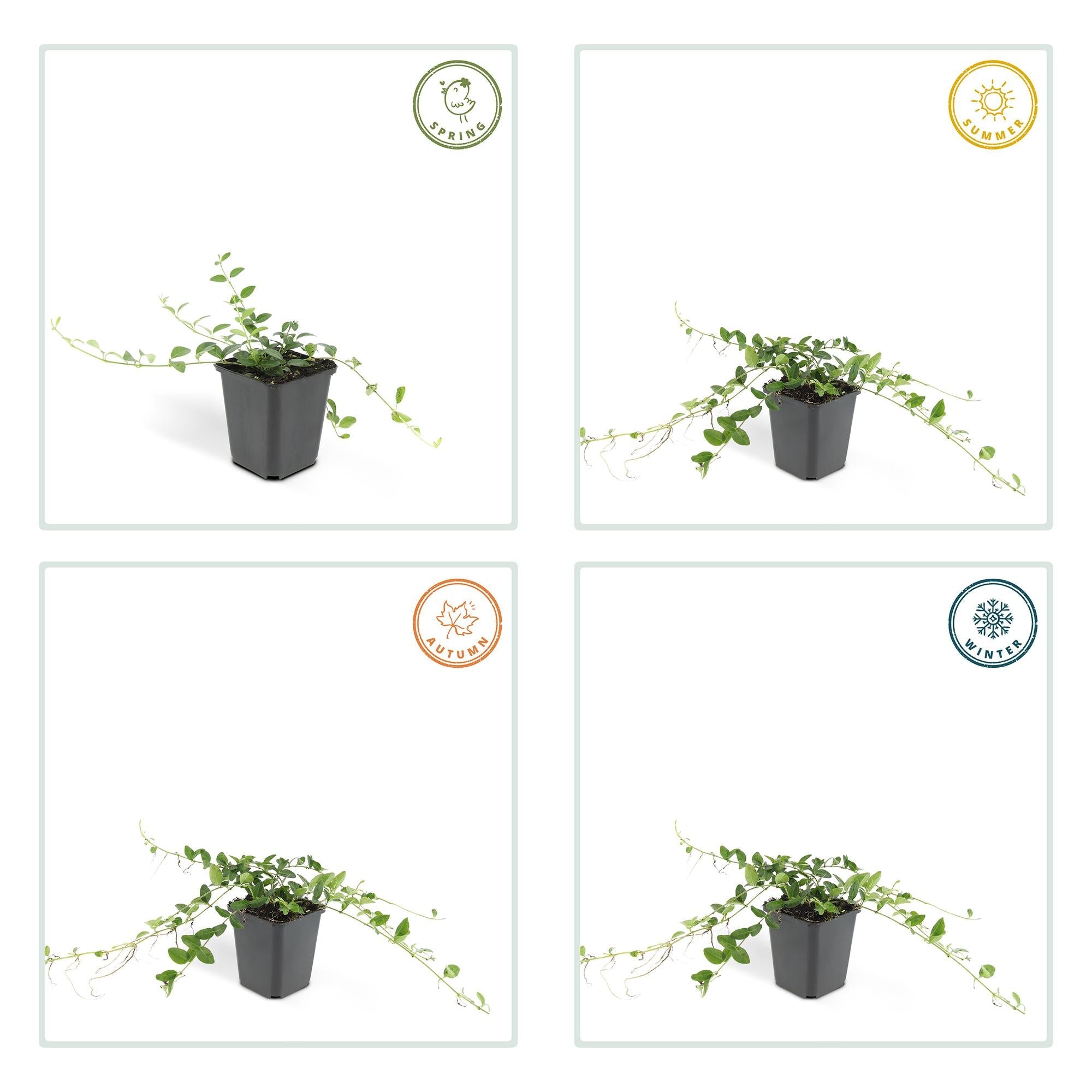 green-guardia-vinca-minor-alba-bodendecker-12-pflanzen-wei-winterhart image 3
