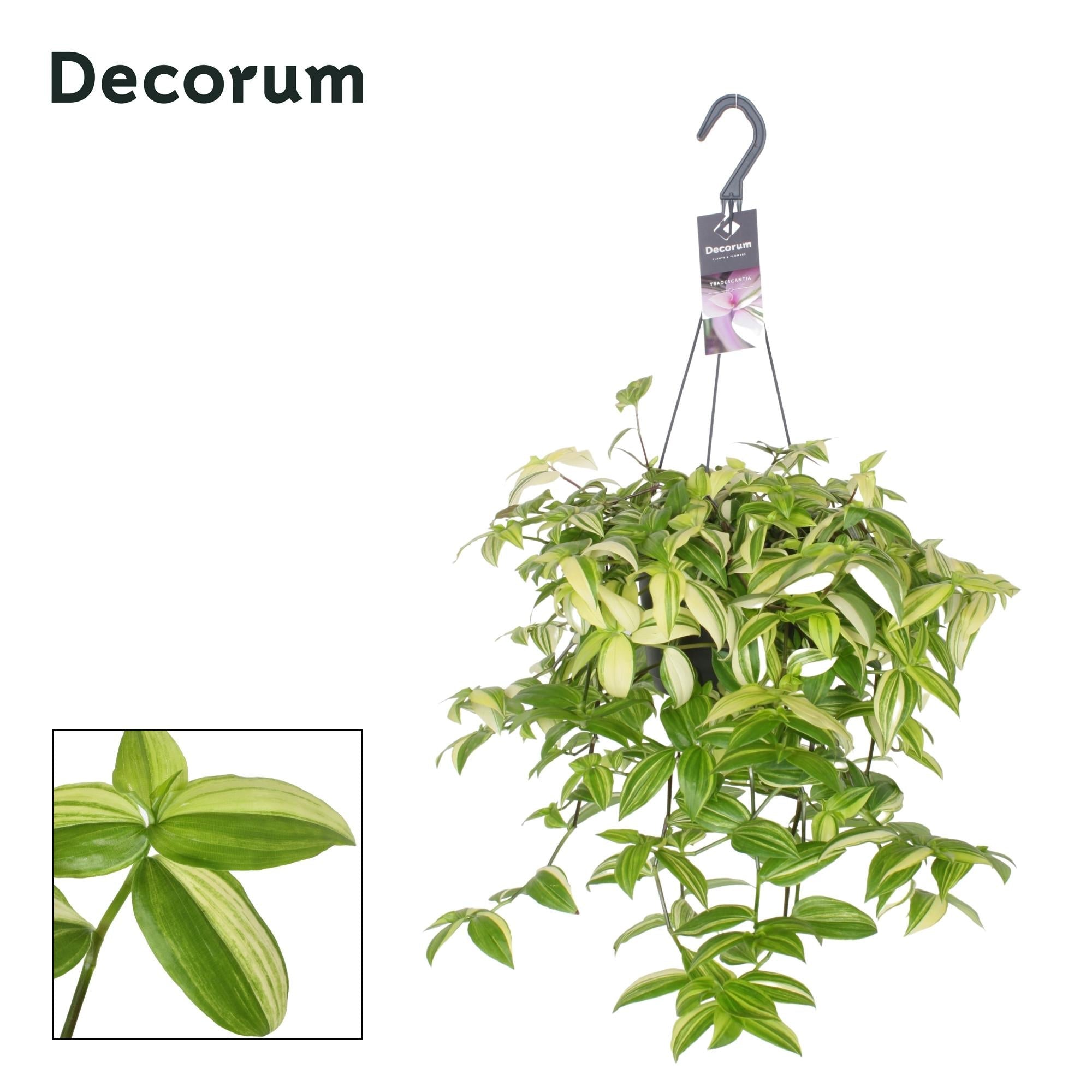 green-guardia-yellow-hill-dreimasterblume-h-ngepflanze-17-cm-topf image 1