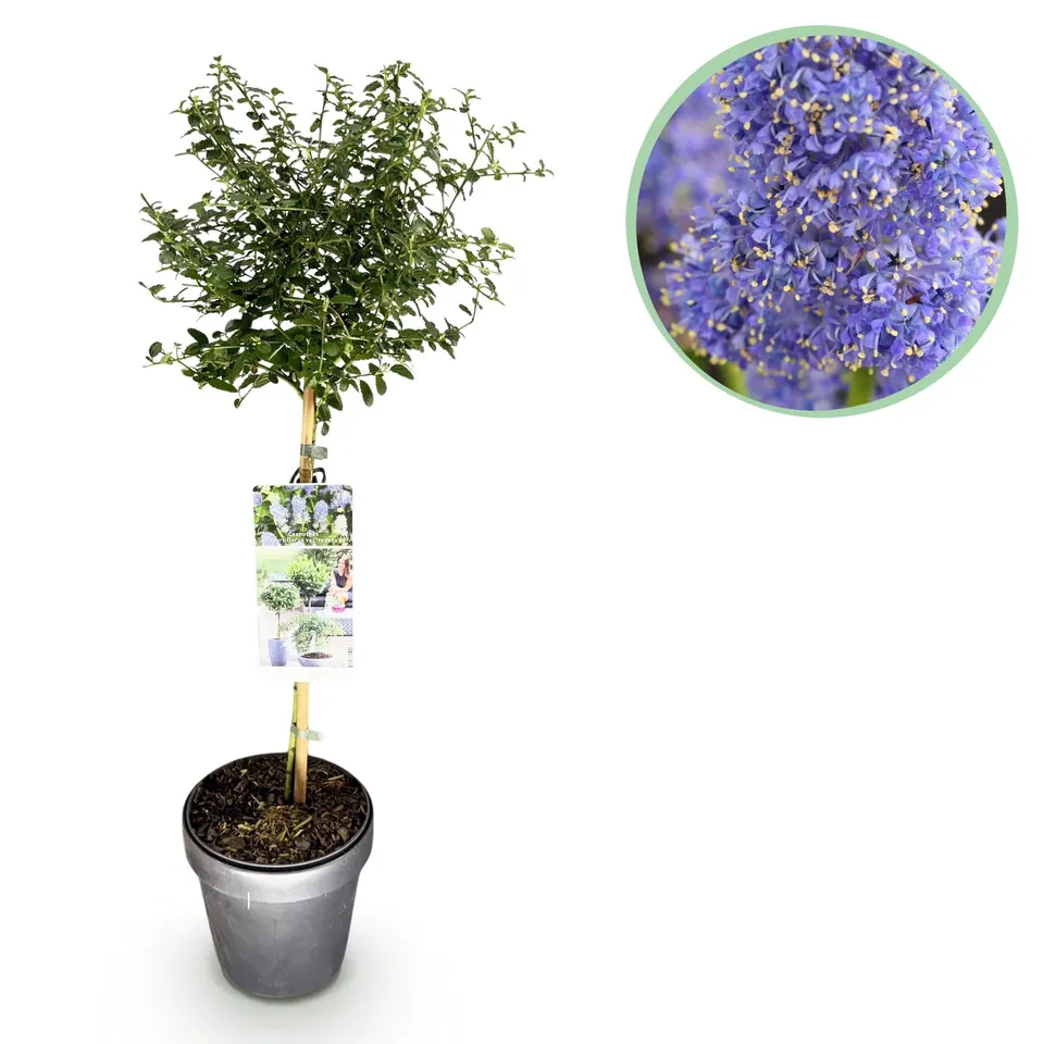 green-guardia-ceanothus-repens-stamm-pflanze-90-cm-topf image 1