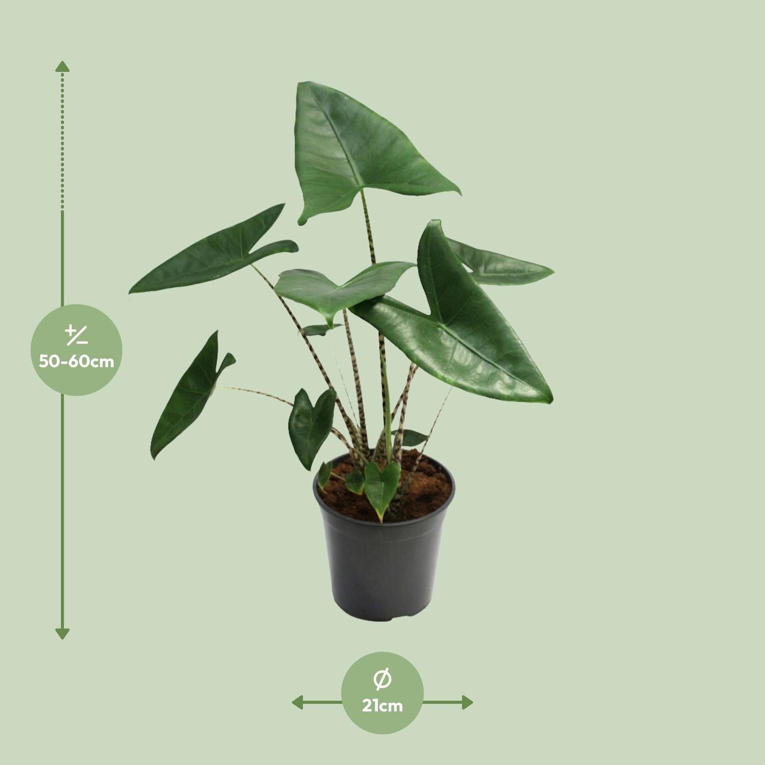 green-guardia-alocasia-zebrina-pfeilblatt-75-cm-19-cm-topf image 2