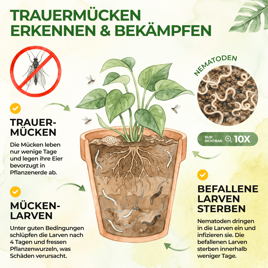 green-guardia-nematoden-sf-trauerm-cken-n-tzlinge-1-mio-2qm image 2