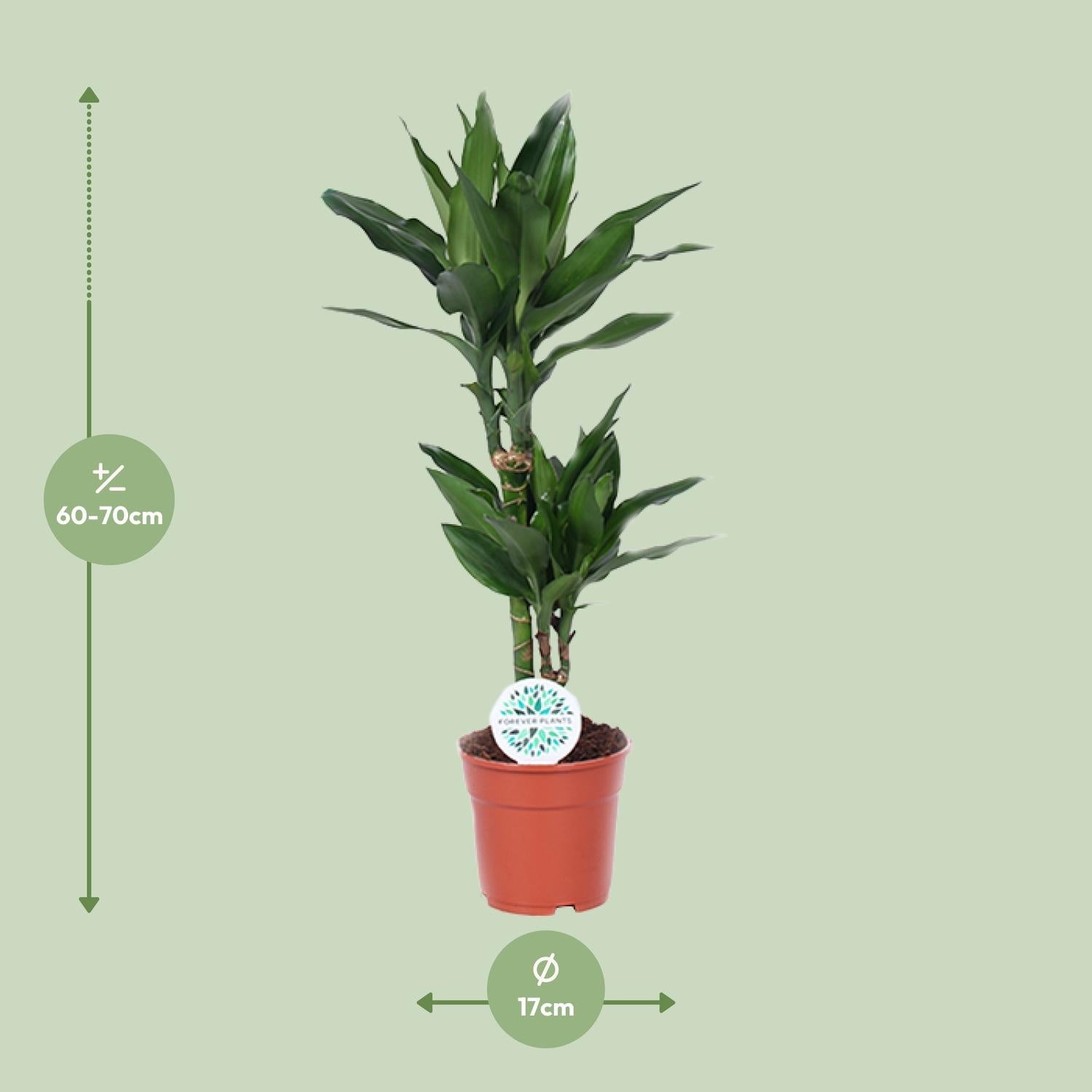 green-guardia-dracaena-janet-lind-drachenbaum-17-cm-70-cm image 2