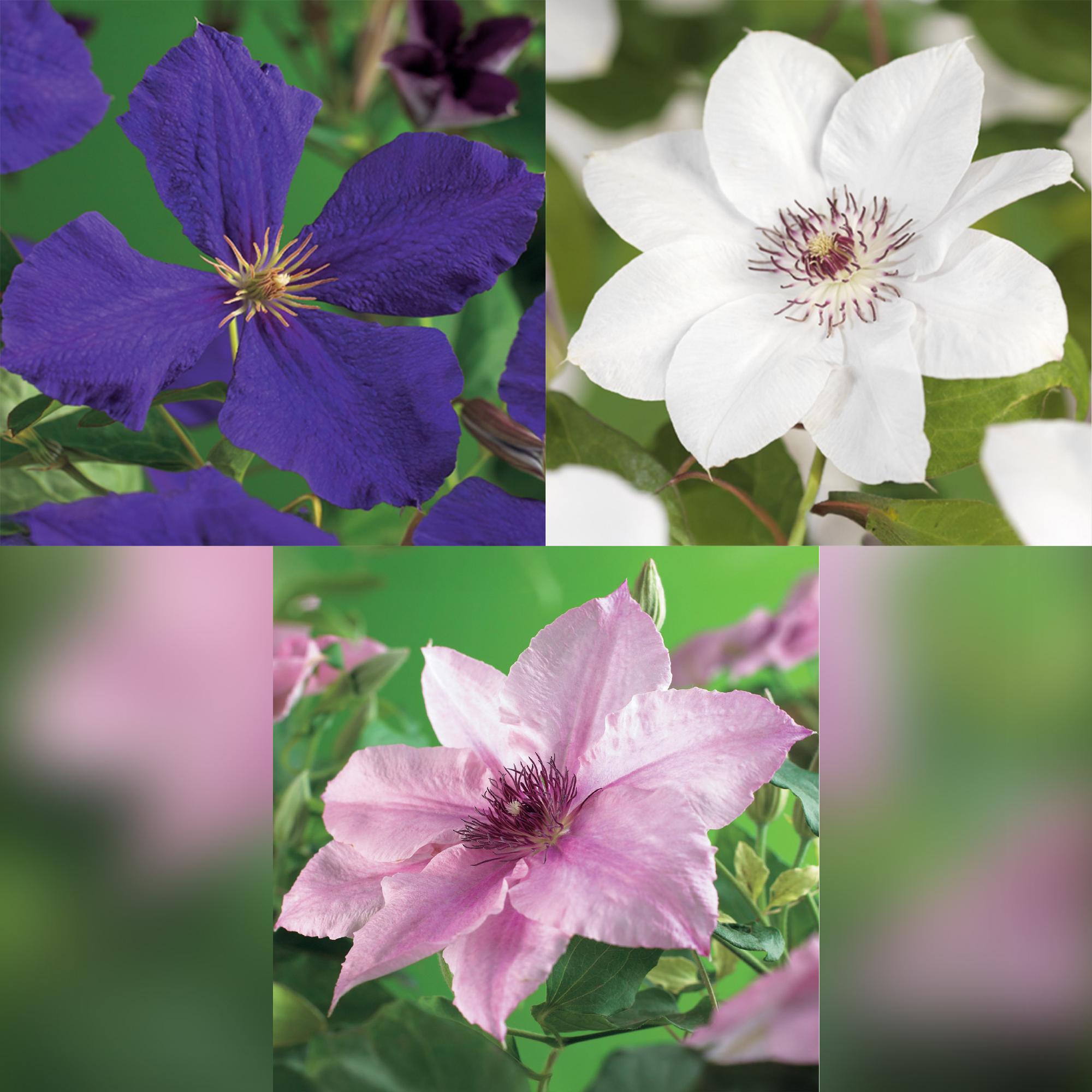 green-guardia-unsere-pflanzen-clematis-tricolour-kletterpflanze-3x-11cm image 4