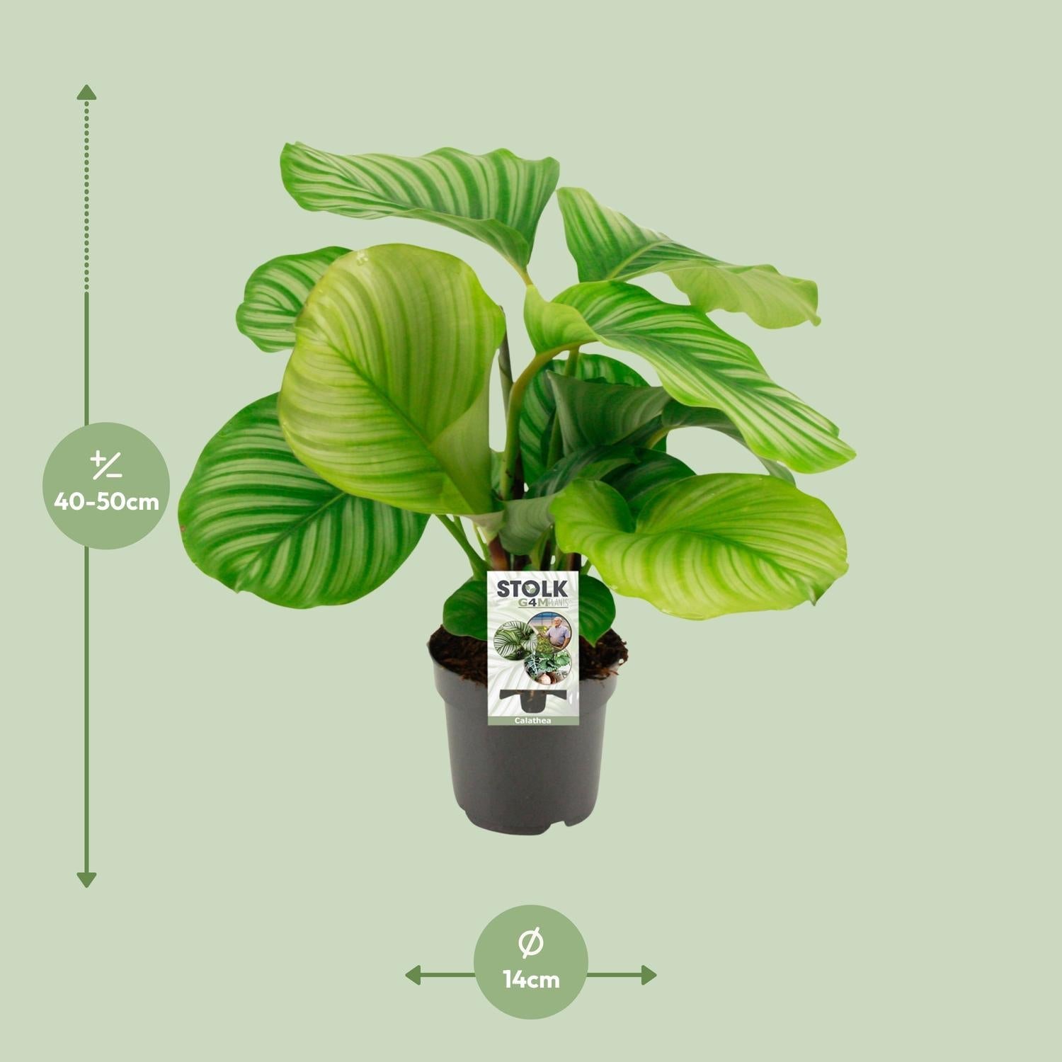 green-guardia-unsere-pflanzen-calathea-orbifolia-zimmerpflanze-50cm image 4