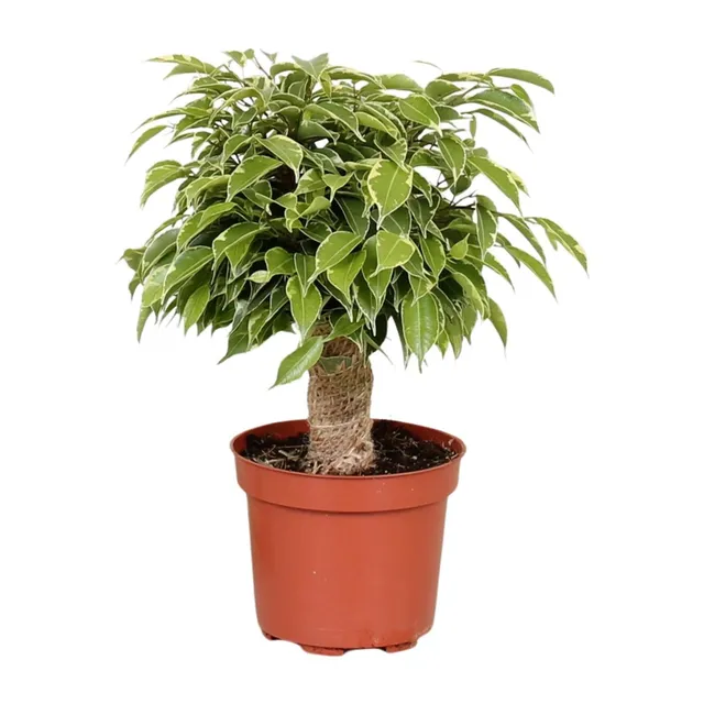 green-guardia-ficus-benjamina-kinky-12cm-topf-28cm-birkenfeige image 1